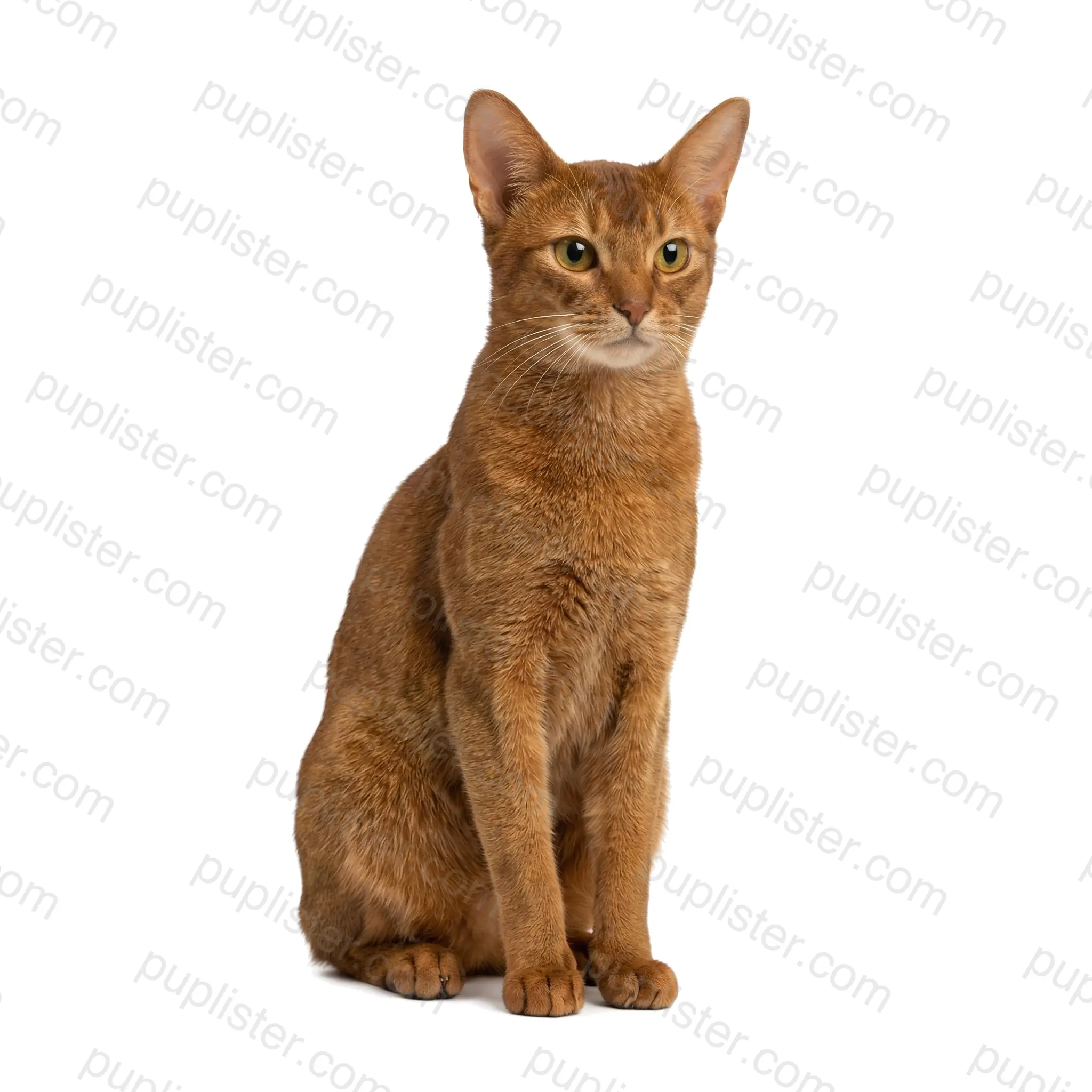 Abyssinian