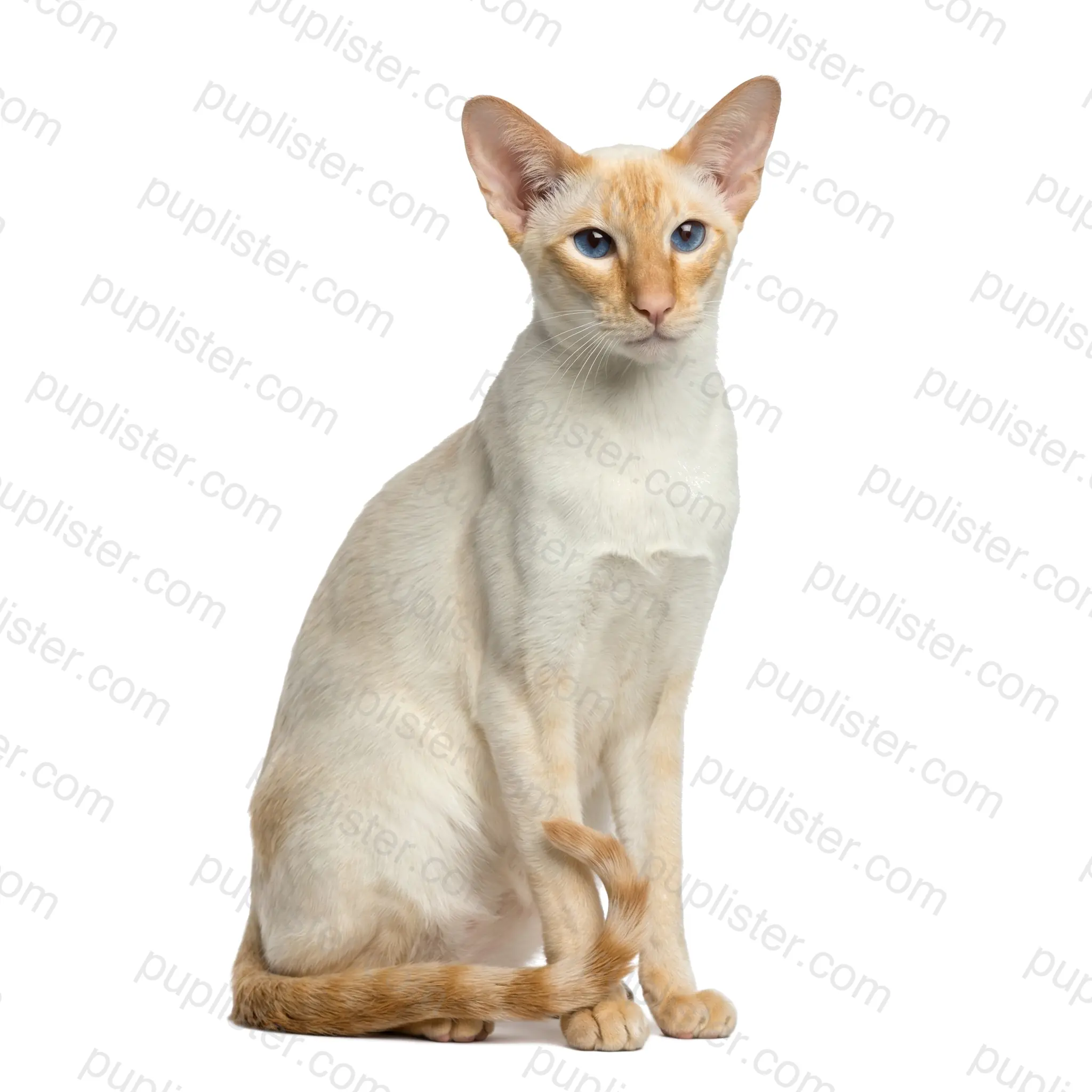 Colorpoint Shorthair