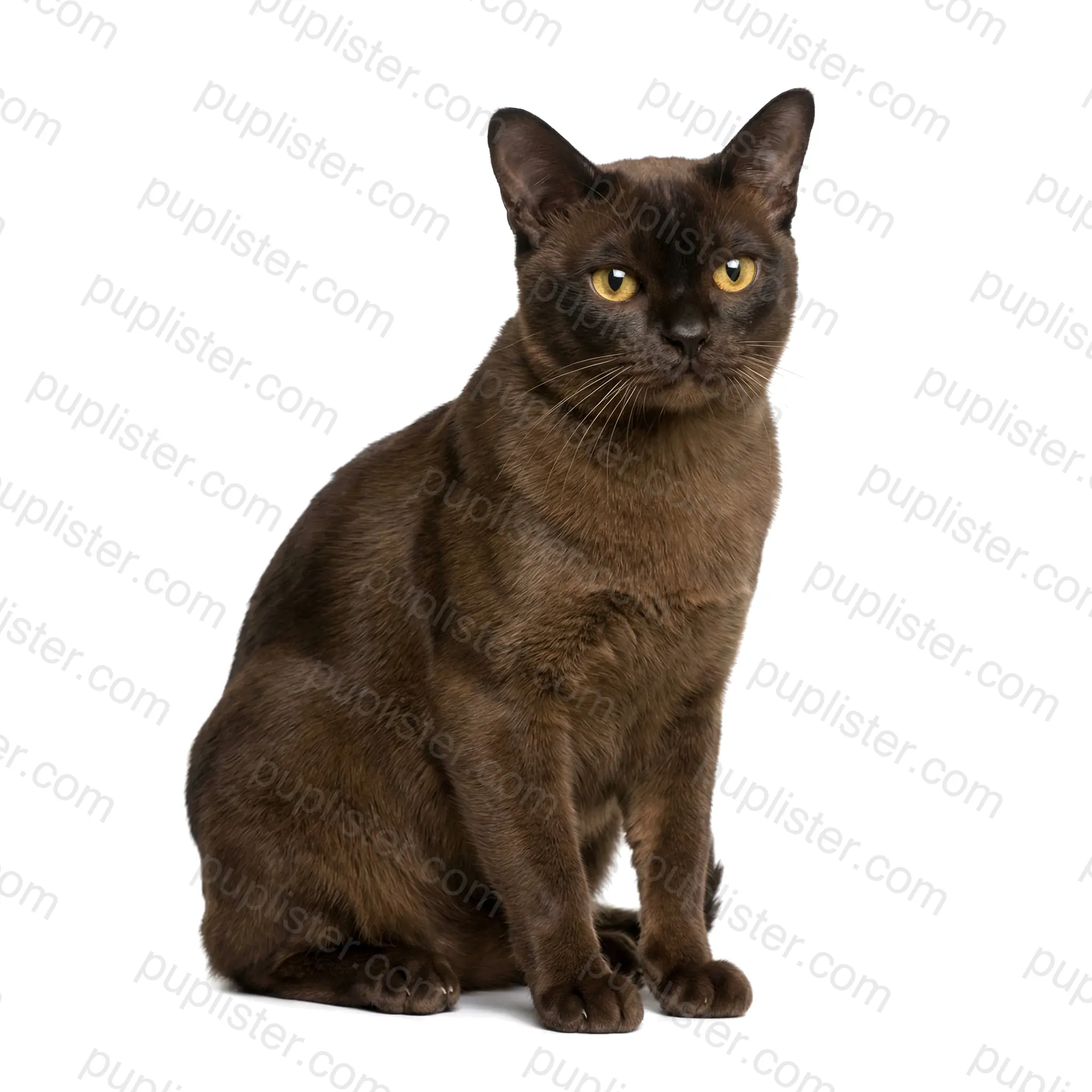 European Burmese