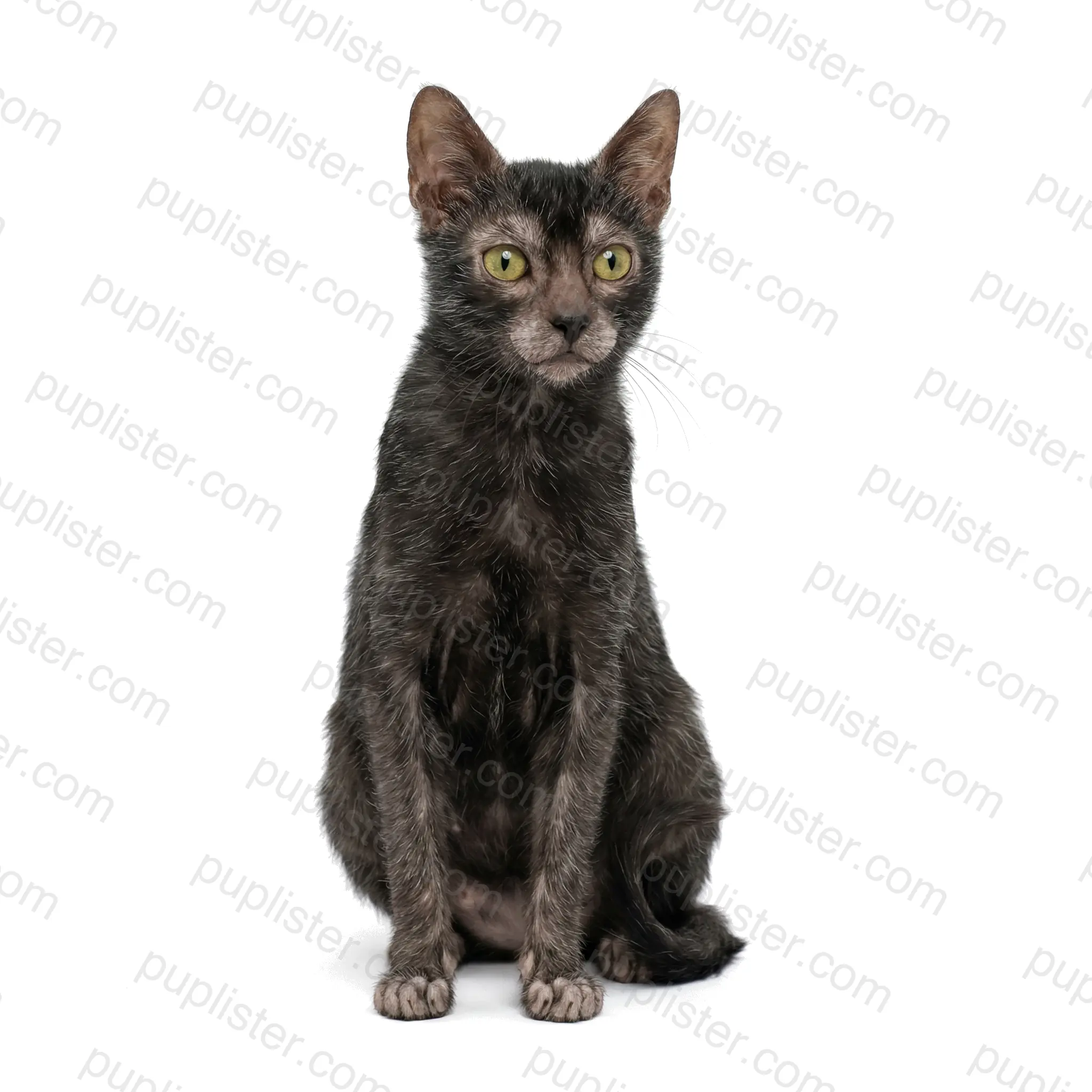 Lykoi