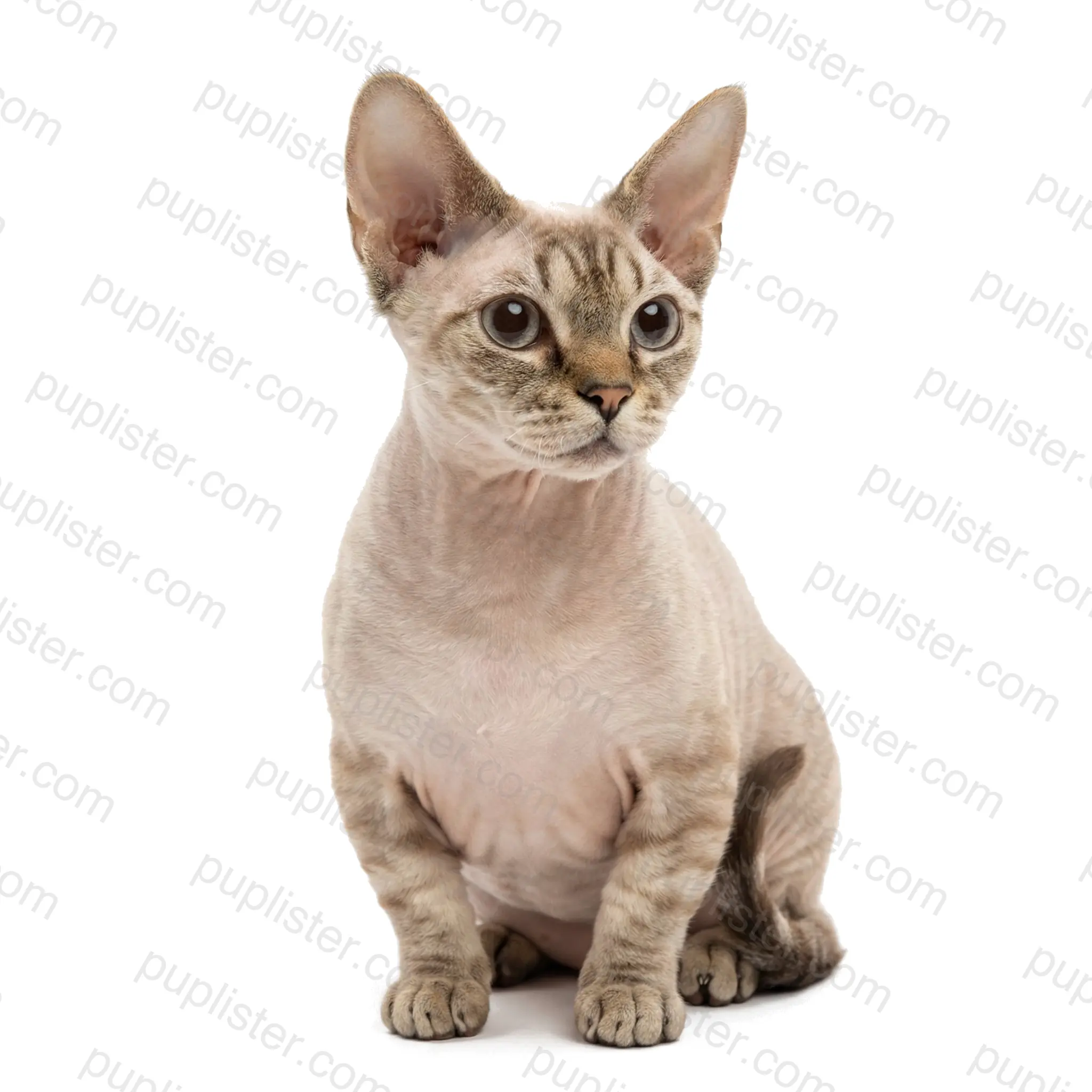 Minskin Temperament Size And Care Guide Puplister Minskin Temperament Size And Care Guide Puplister