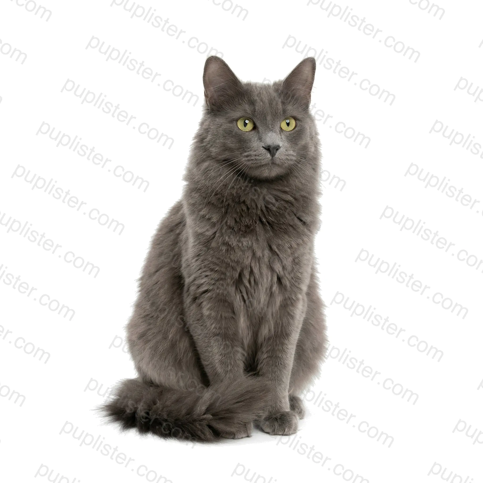 Nebelung