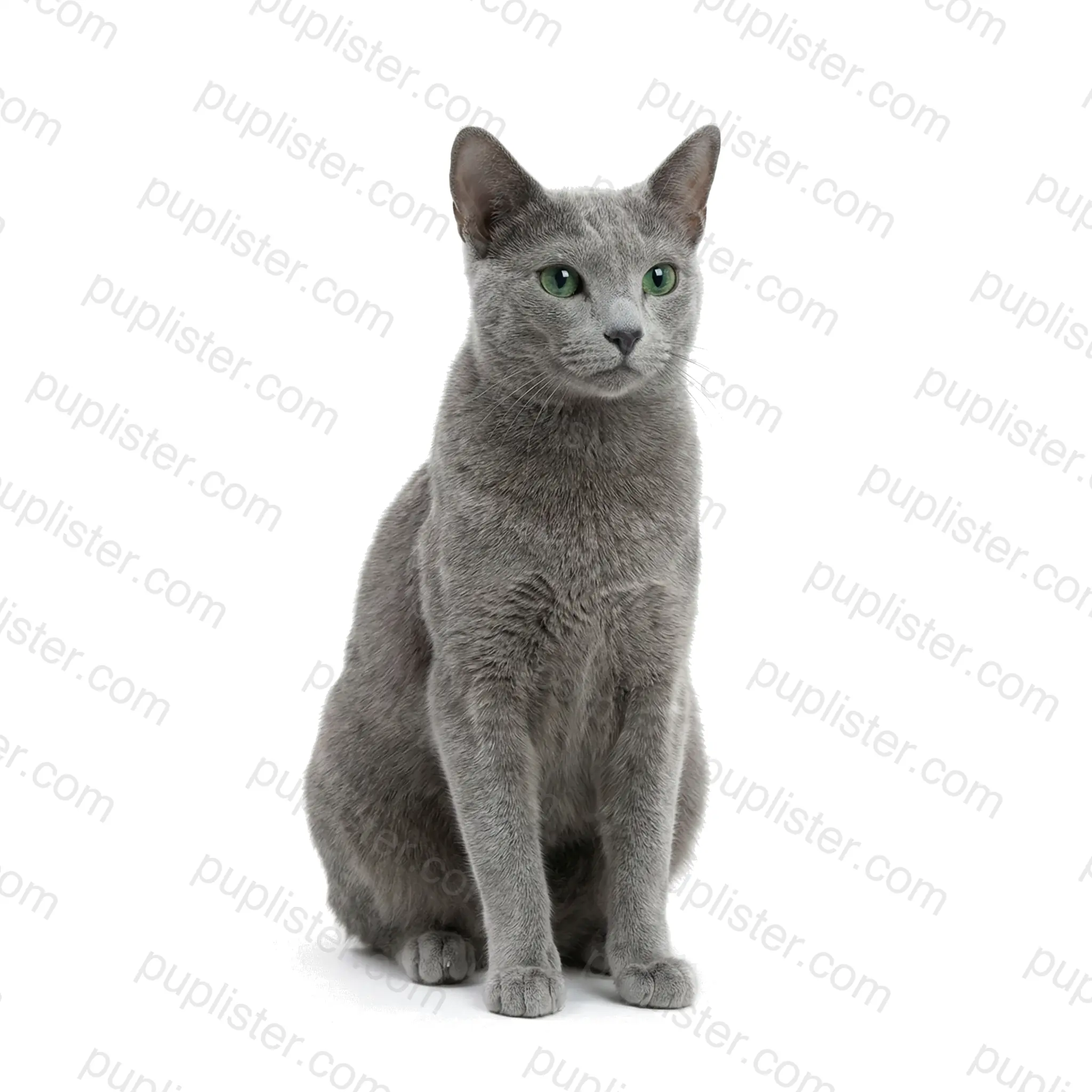 Russian Blue