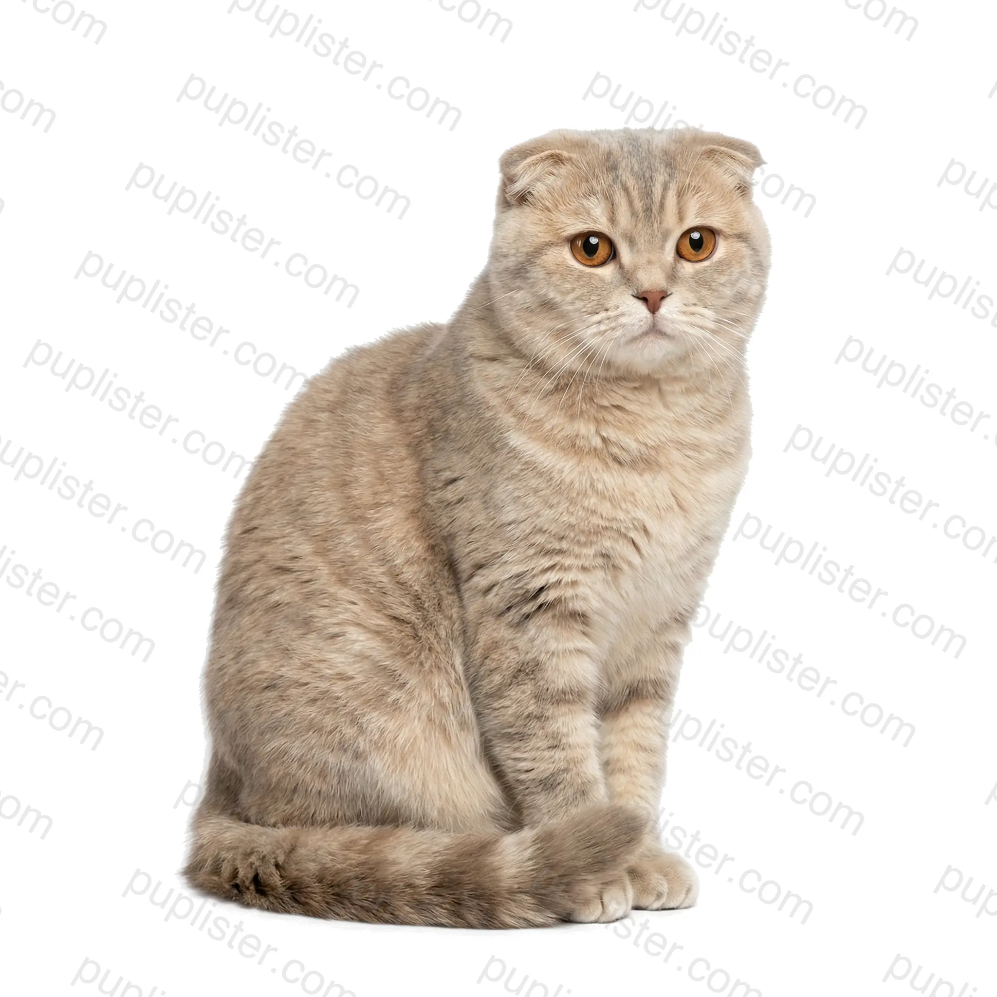 Scottish Fold