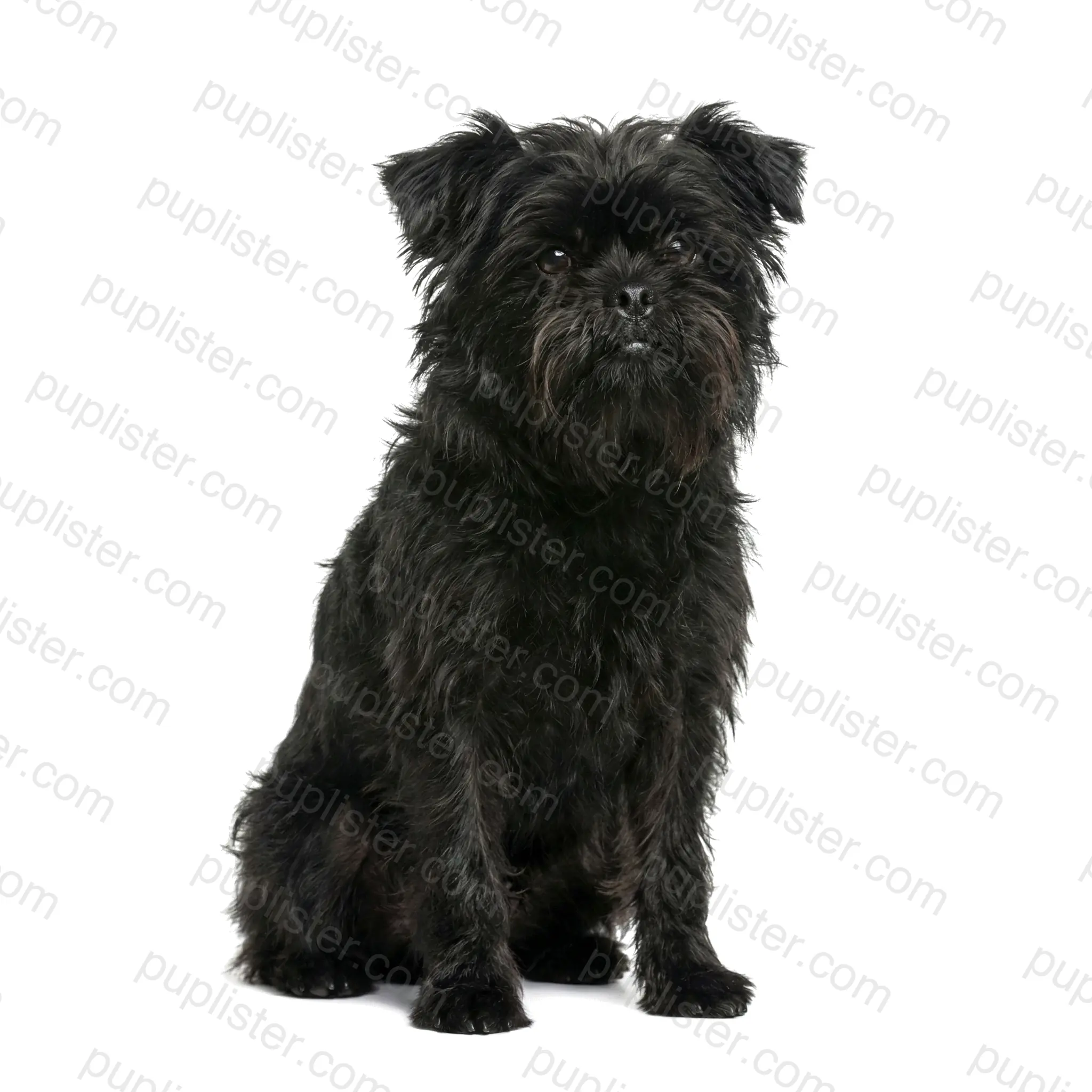 Affenpinscher