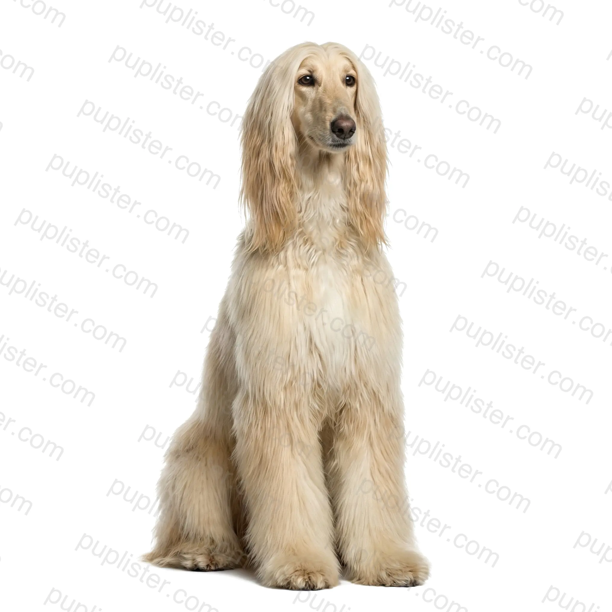 Afghan Hound