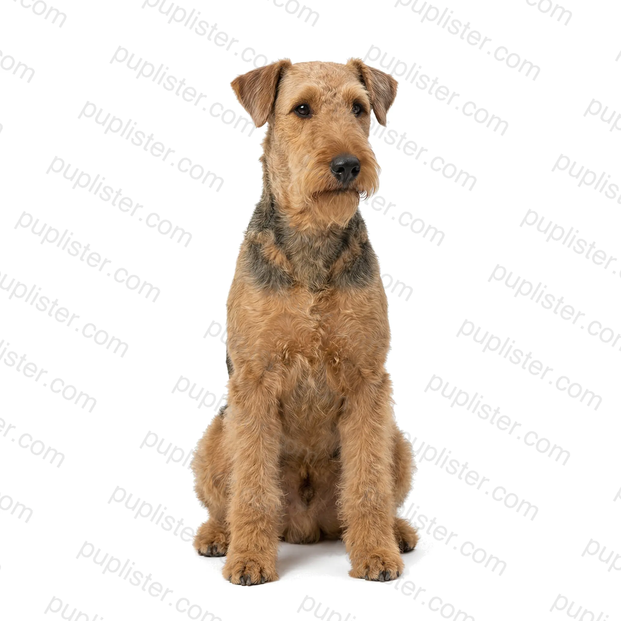 Airedale Terrier