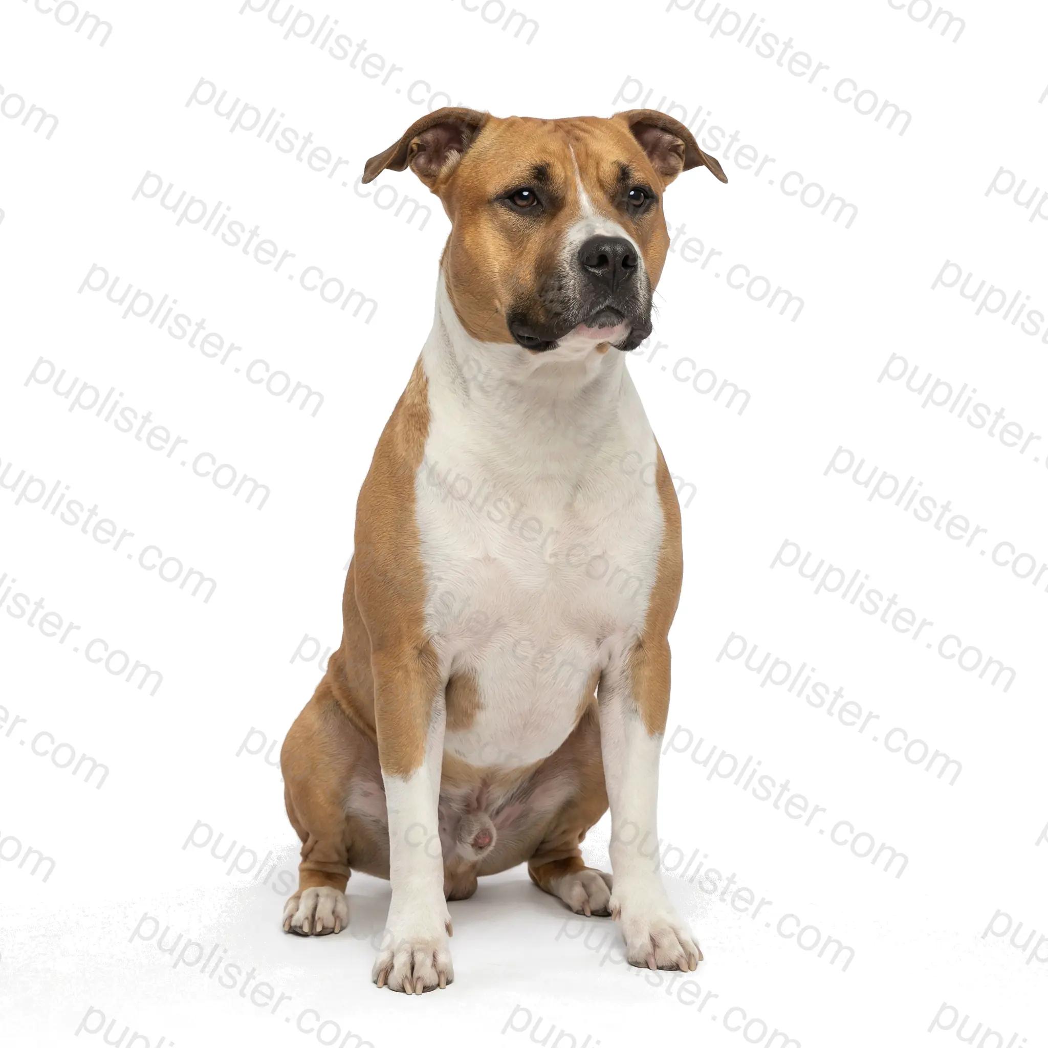 American Staffordshire Terrier