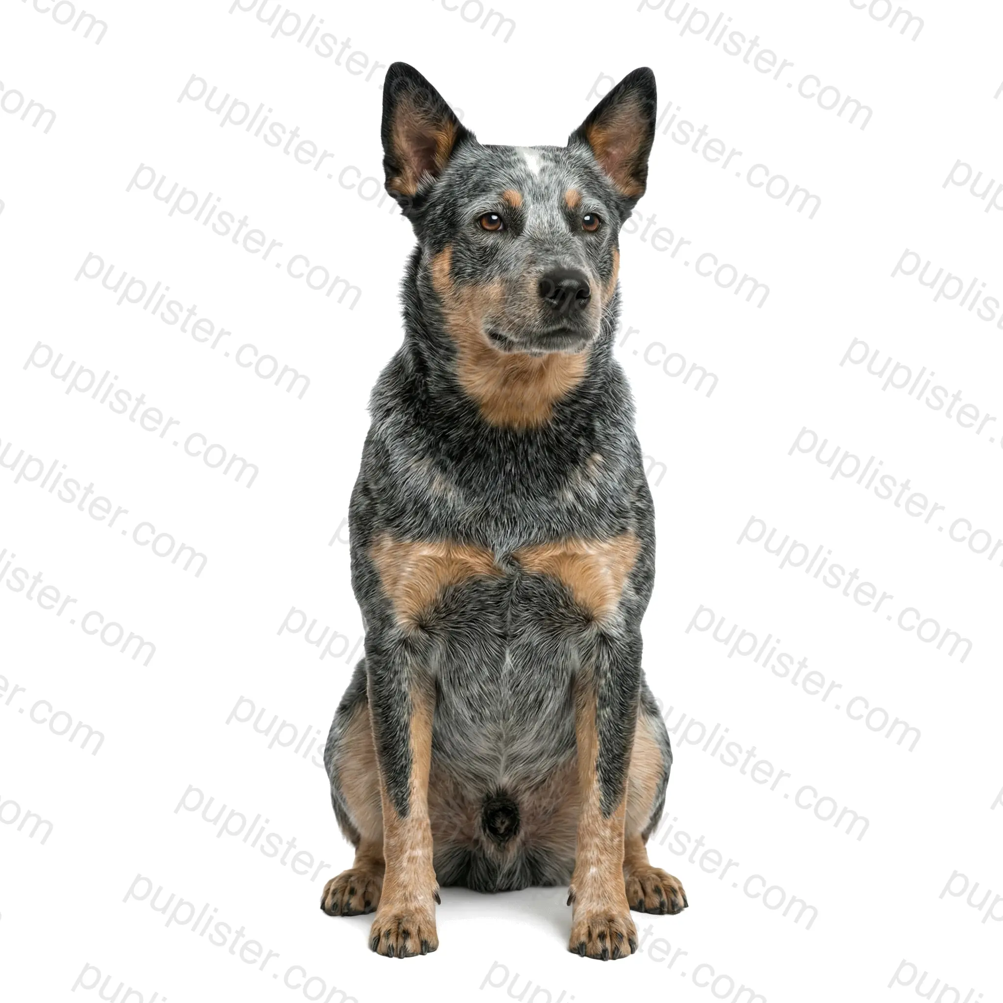 Australian Cattle Dog