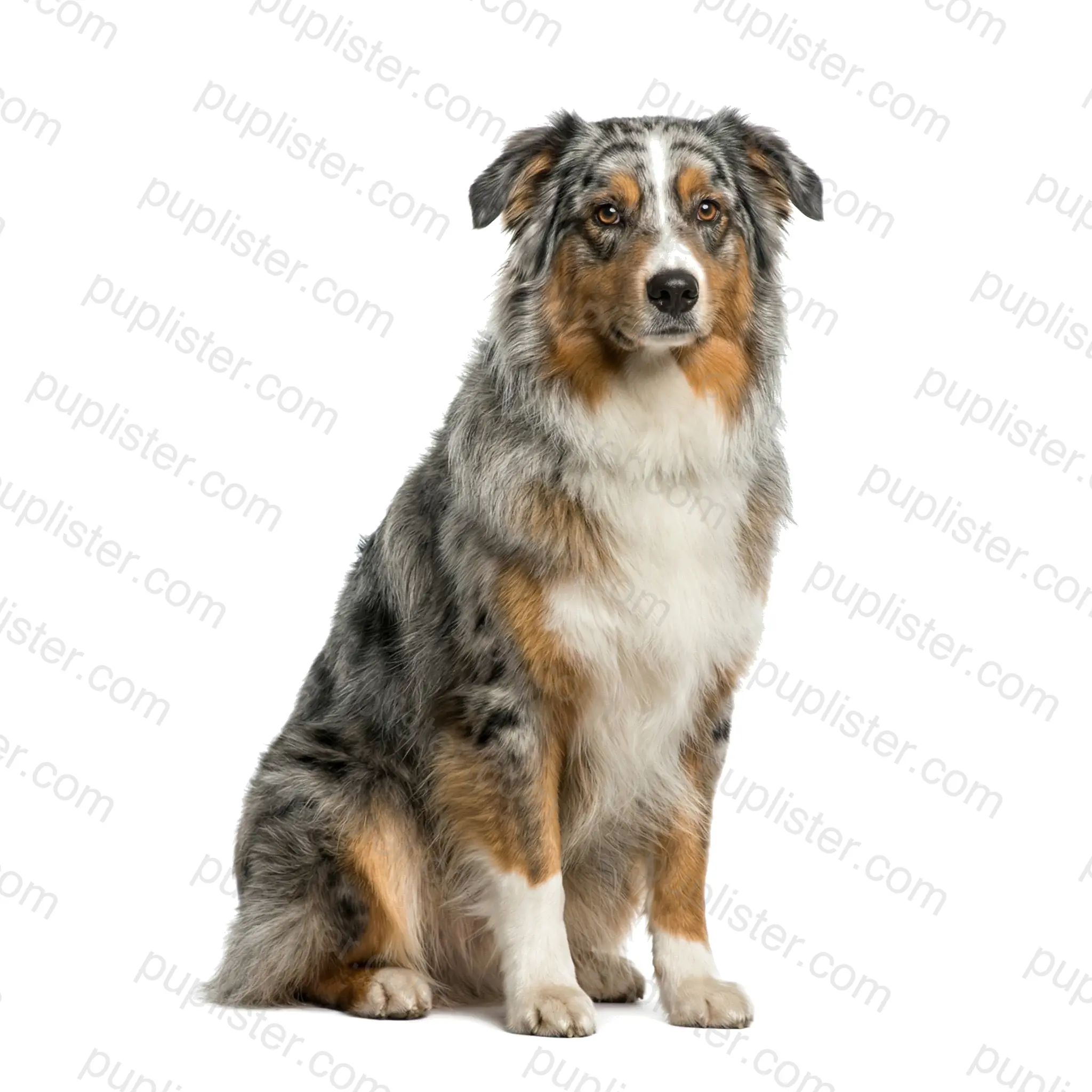 Australian Shepherd
