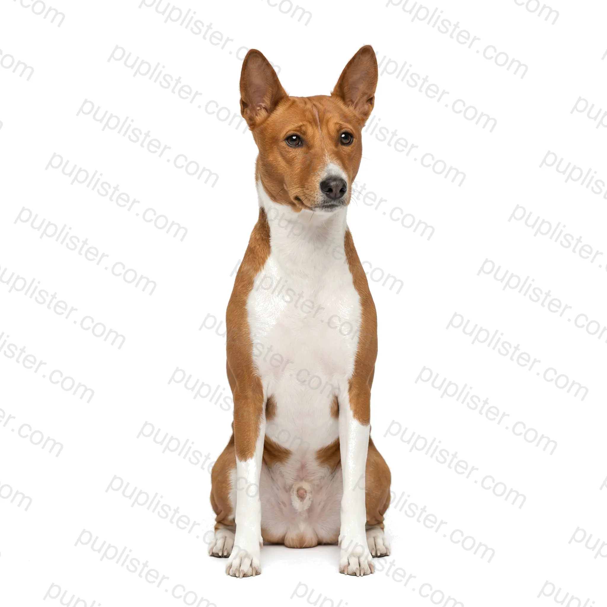 Basenji