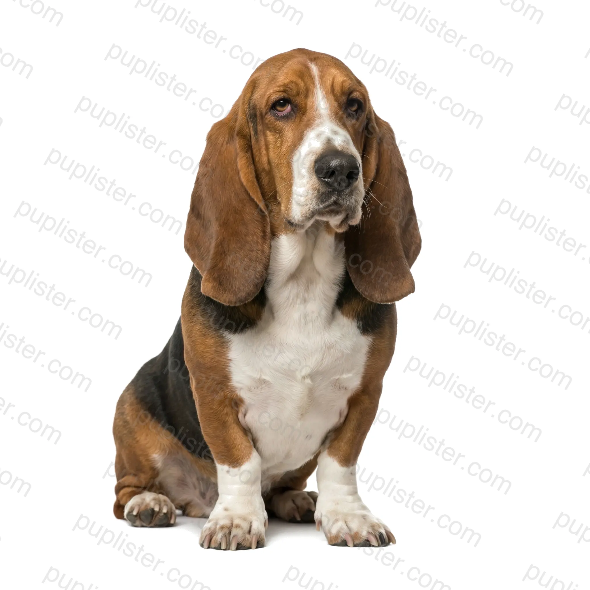 Basset Hound