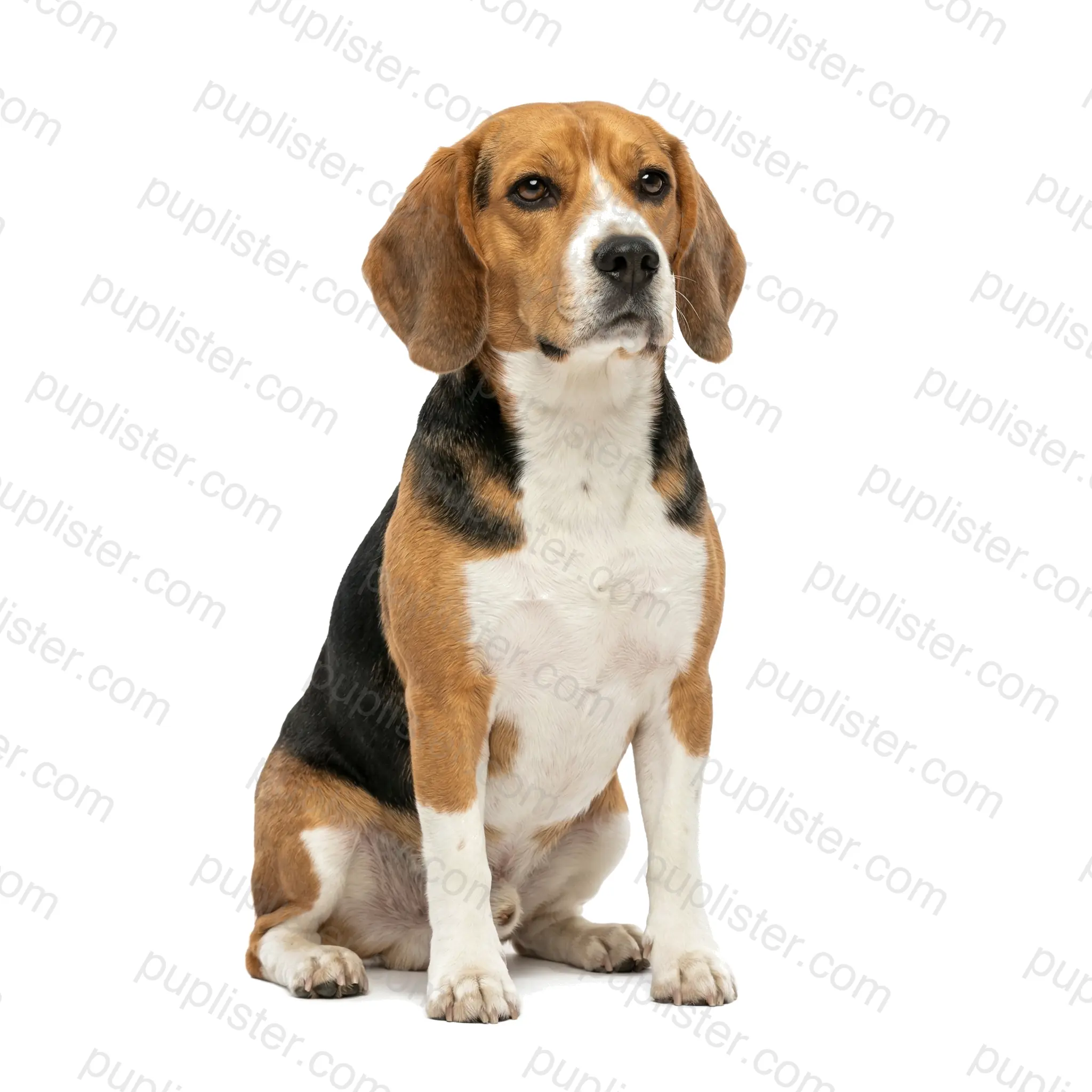 Beagle
