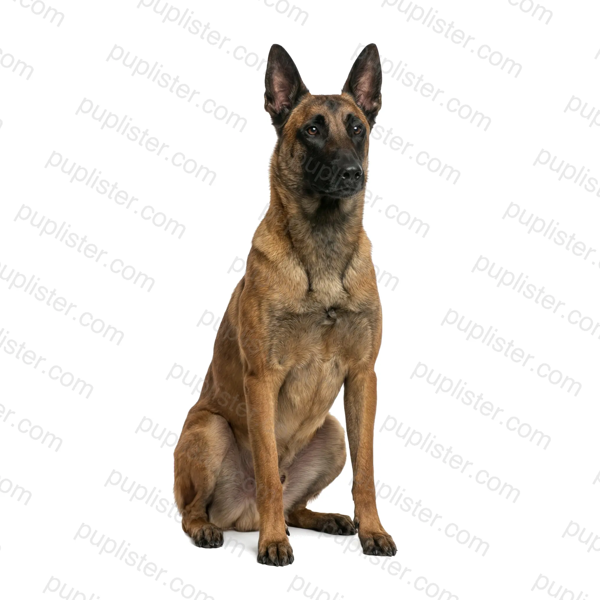 Belgian Malinois