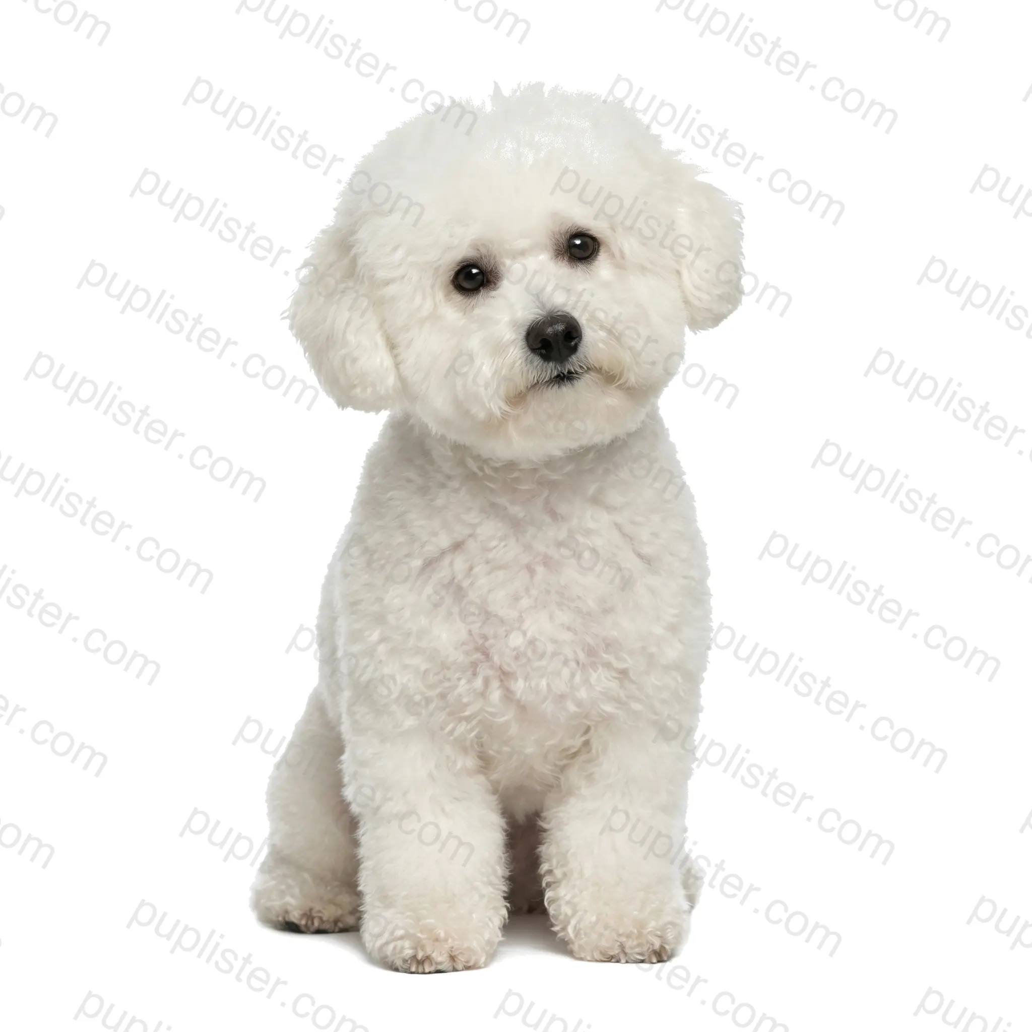 Bichon Frise
