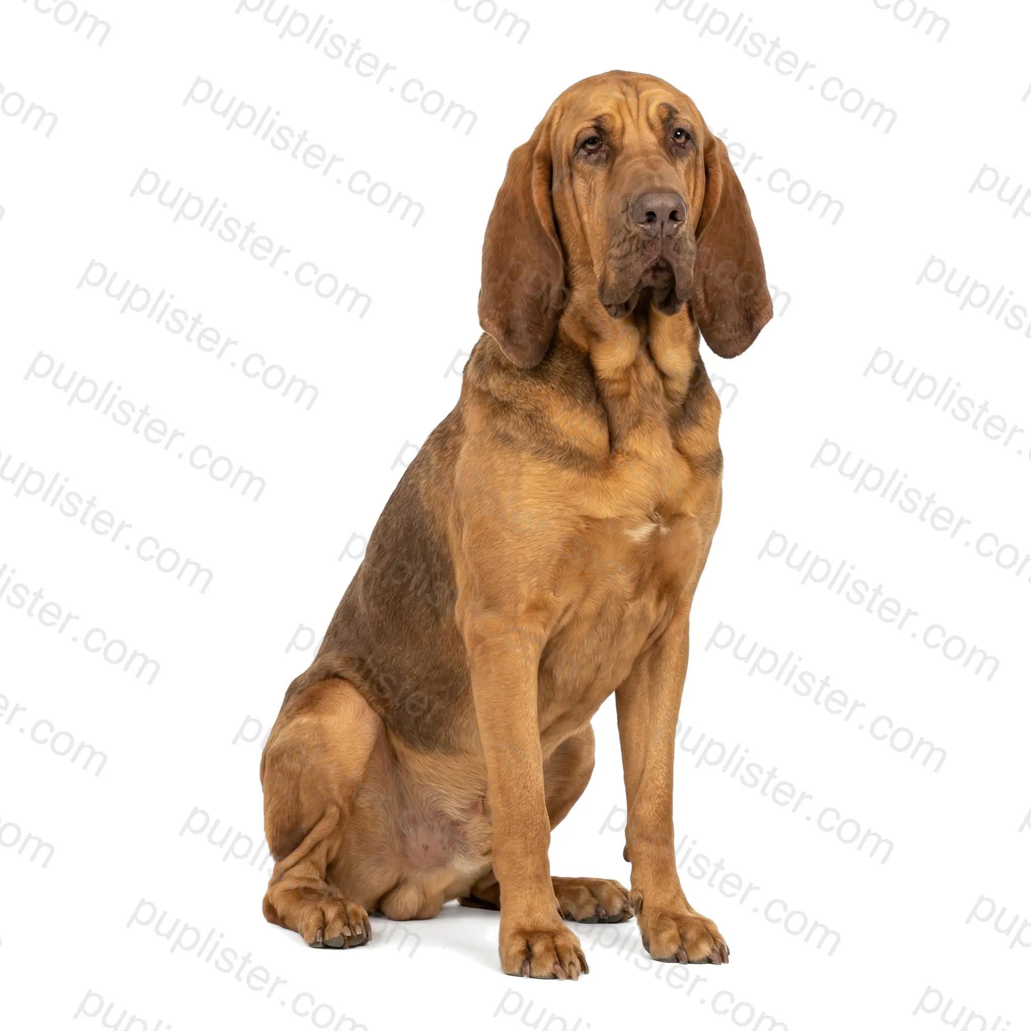 Bloodhound