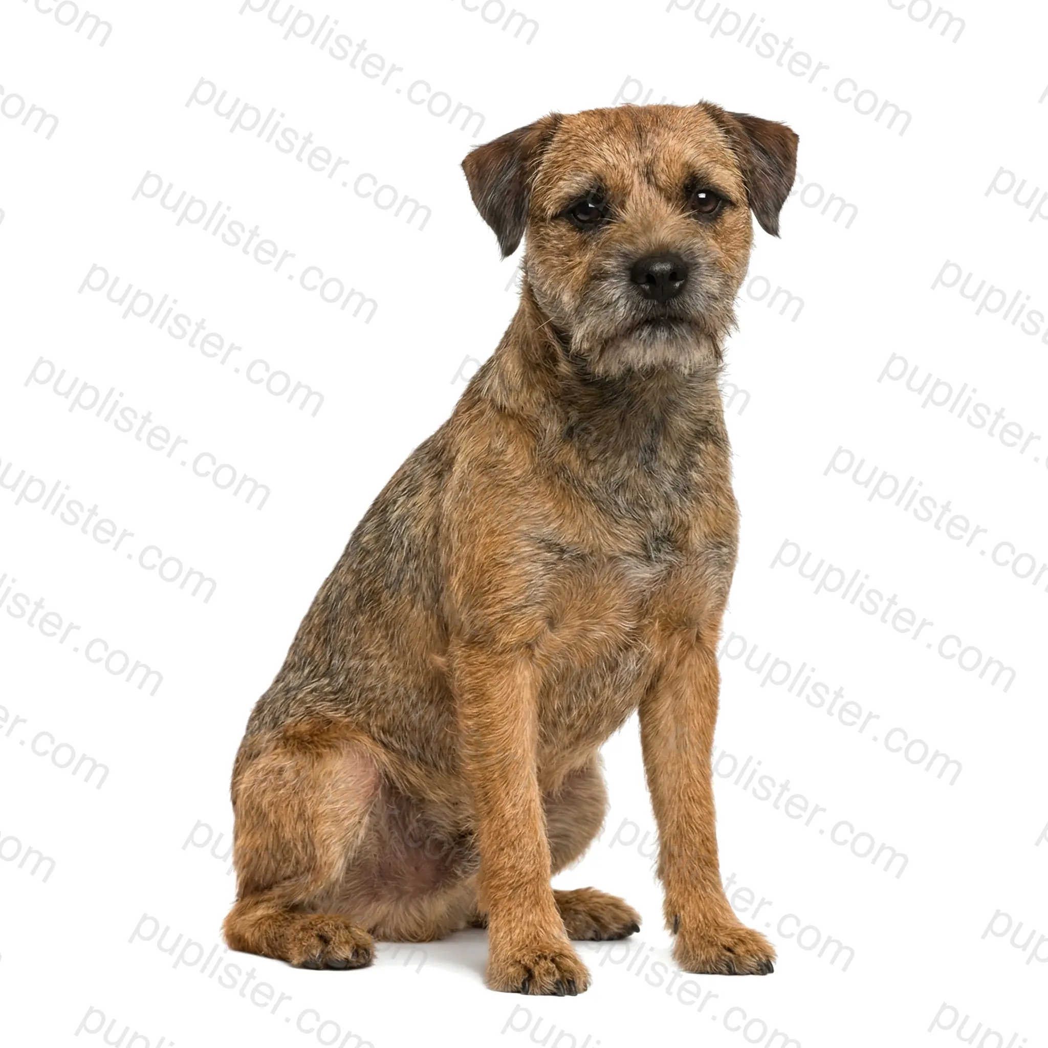 Border Terrier