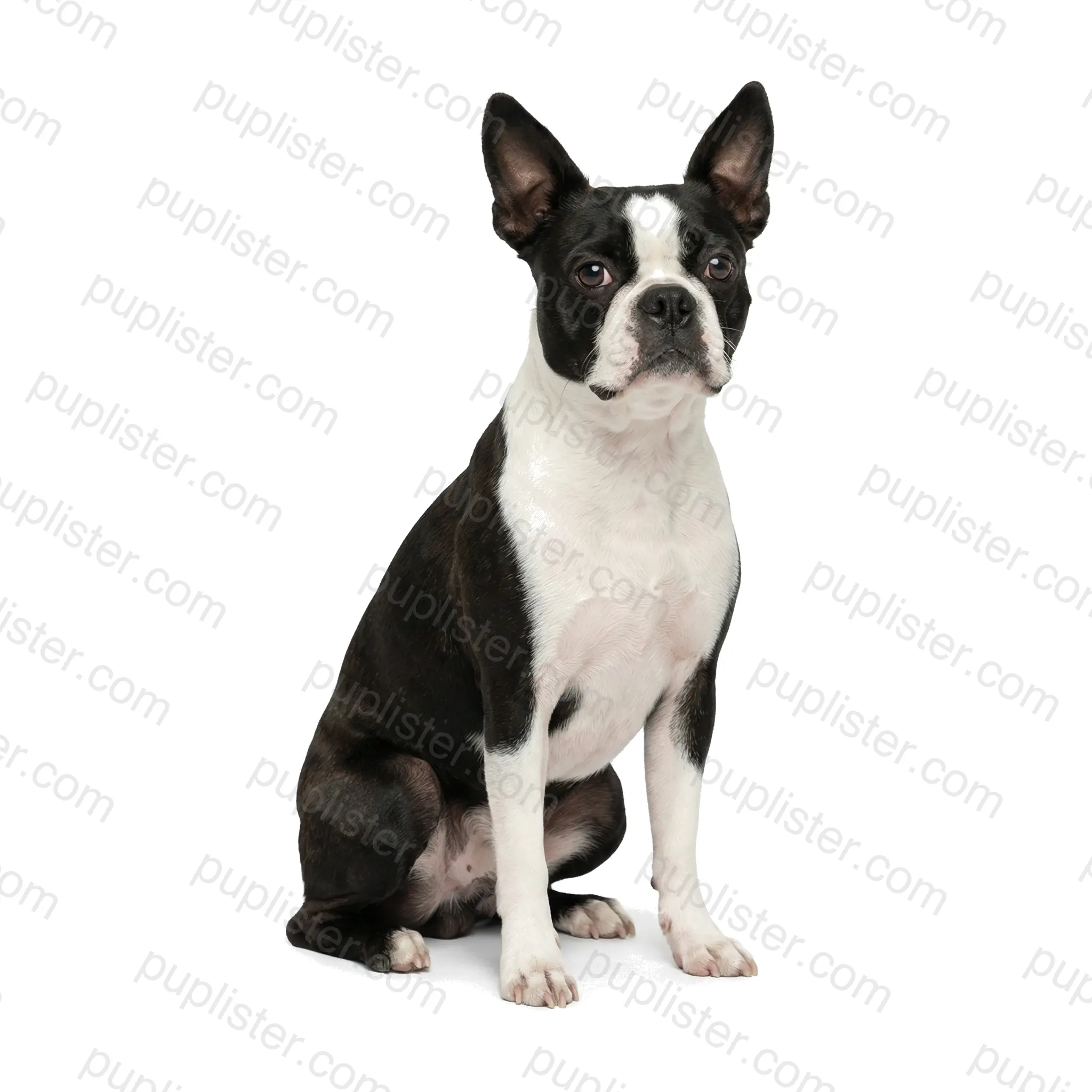 Boston Terrier