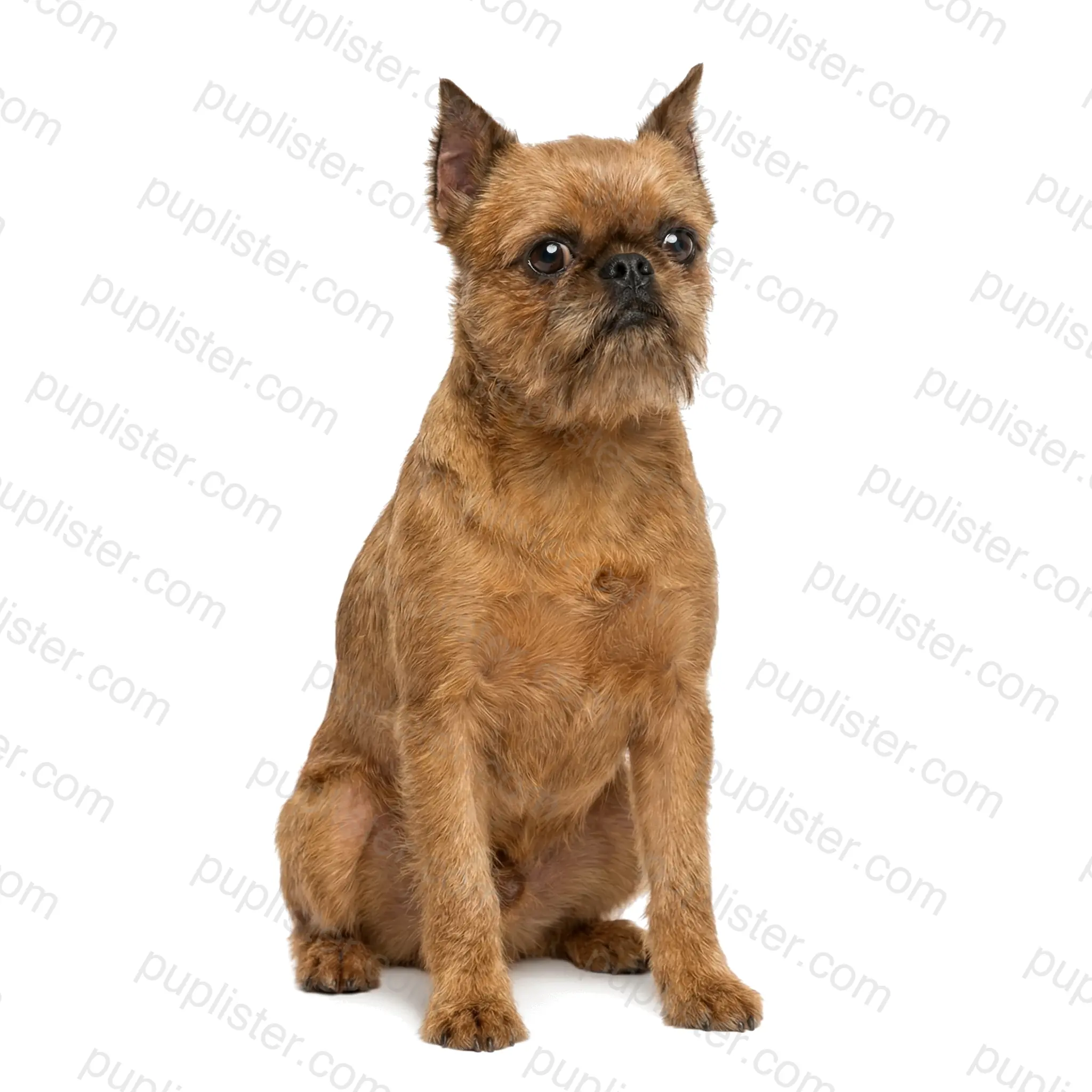 Brussels Griffon