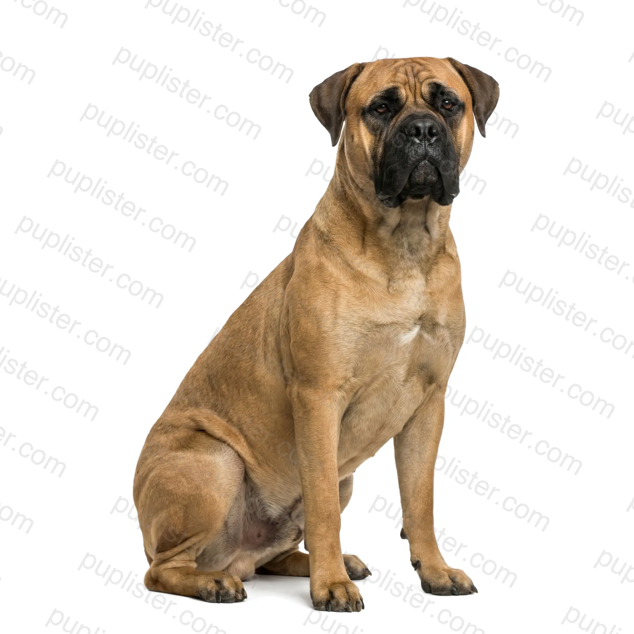 Bullmastiff