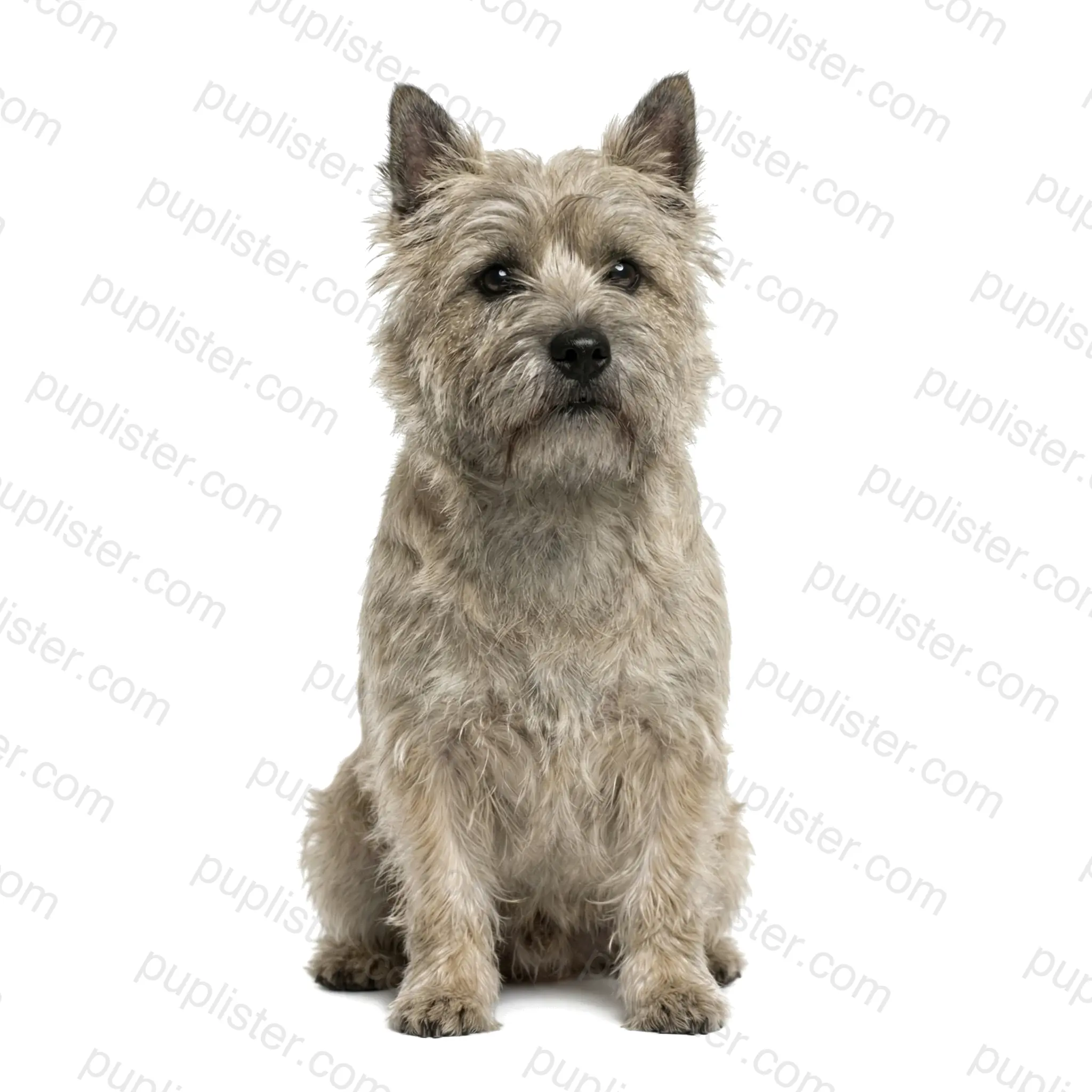 Cairn Terrier