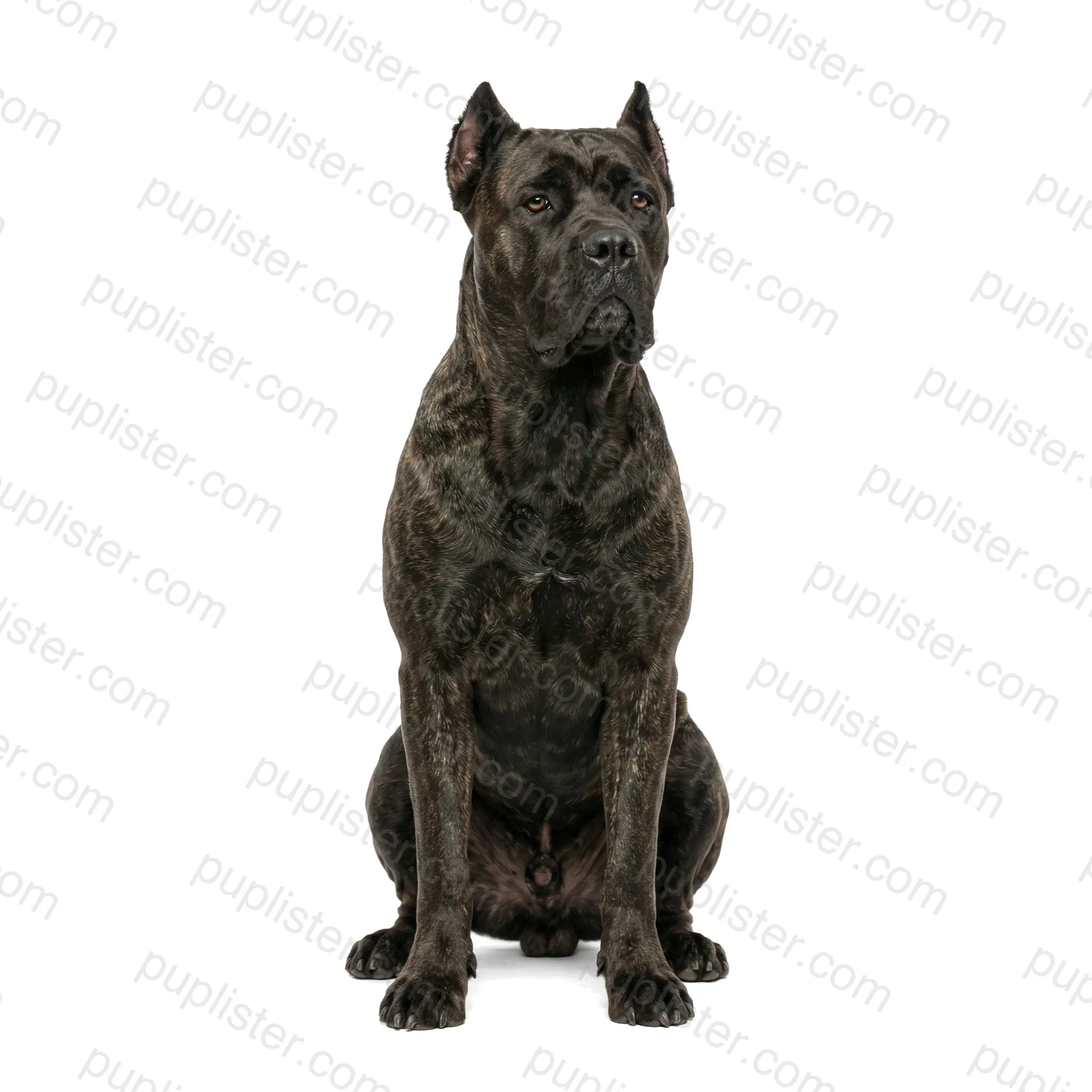 Cane Corso