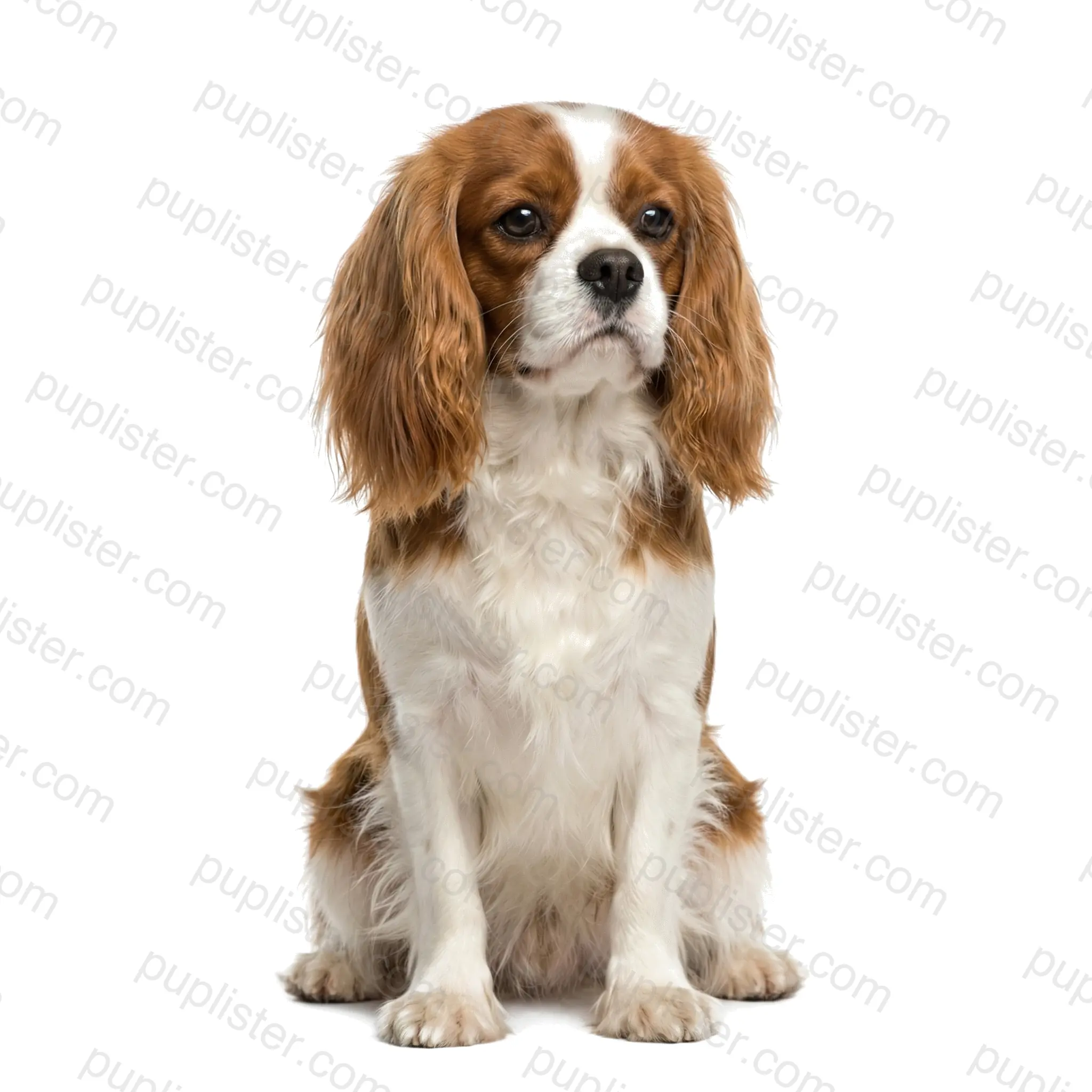 Cavalier King Charles Spaniel