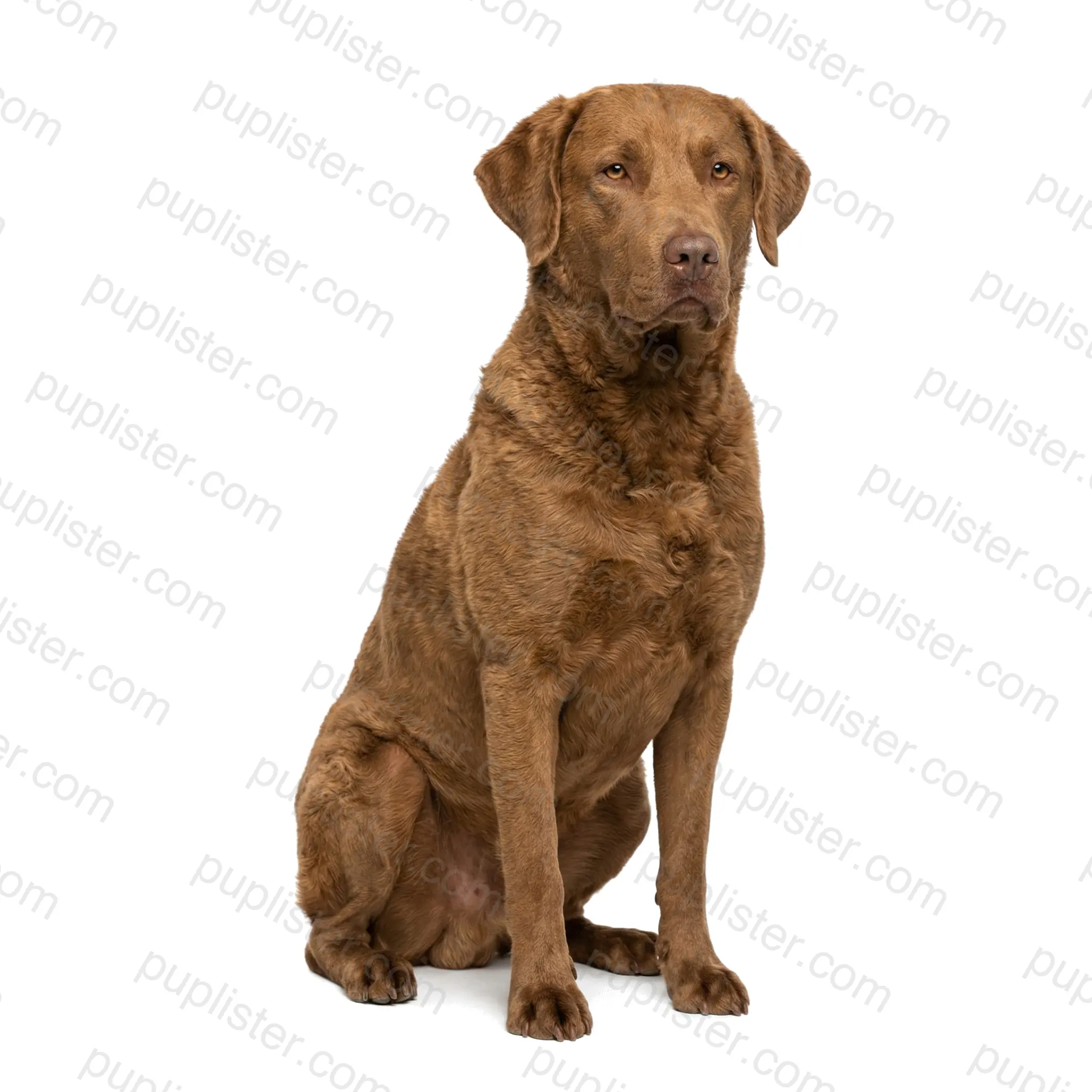 Chesapeake Bay Retriever