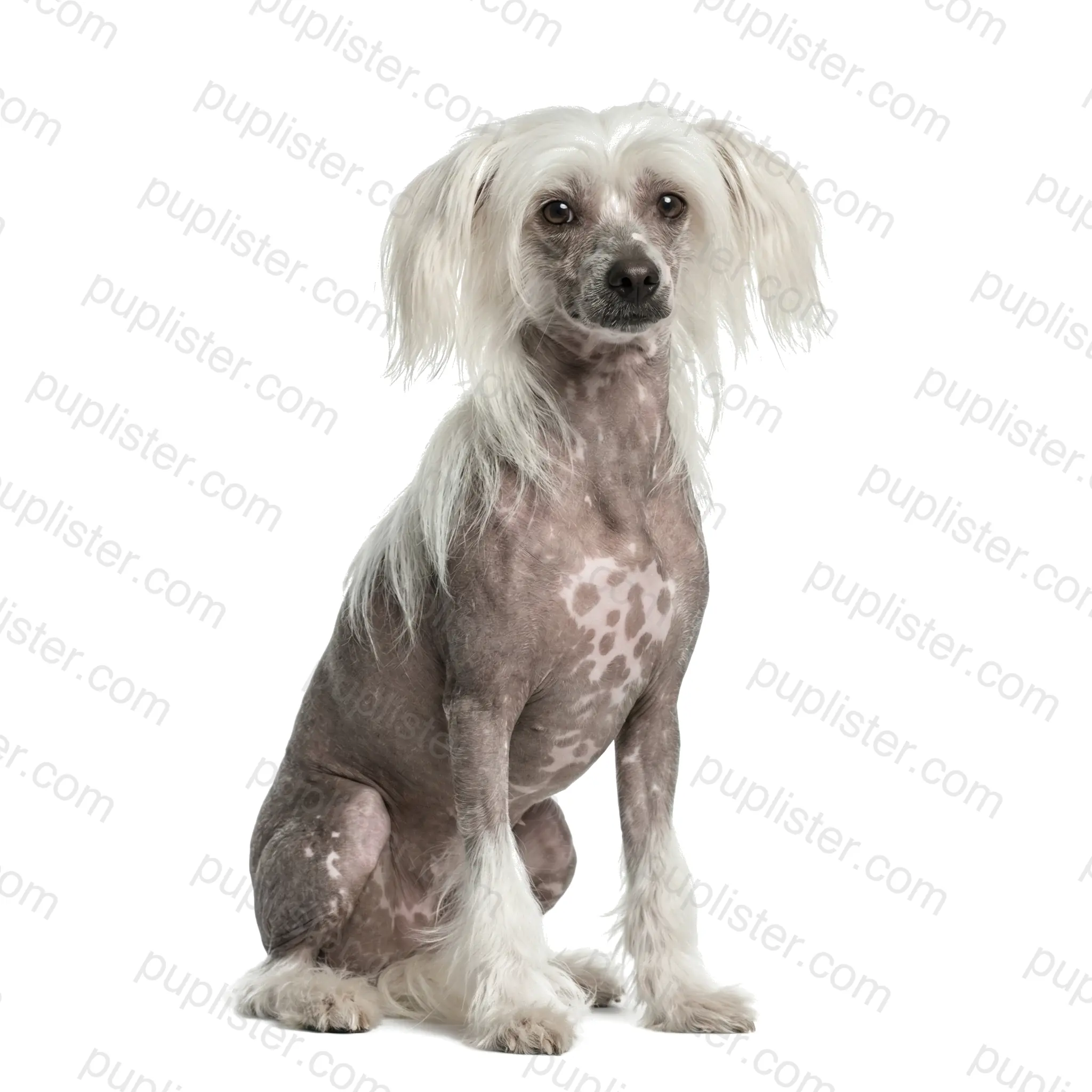 Chinese Crested
