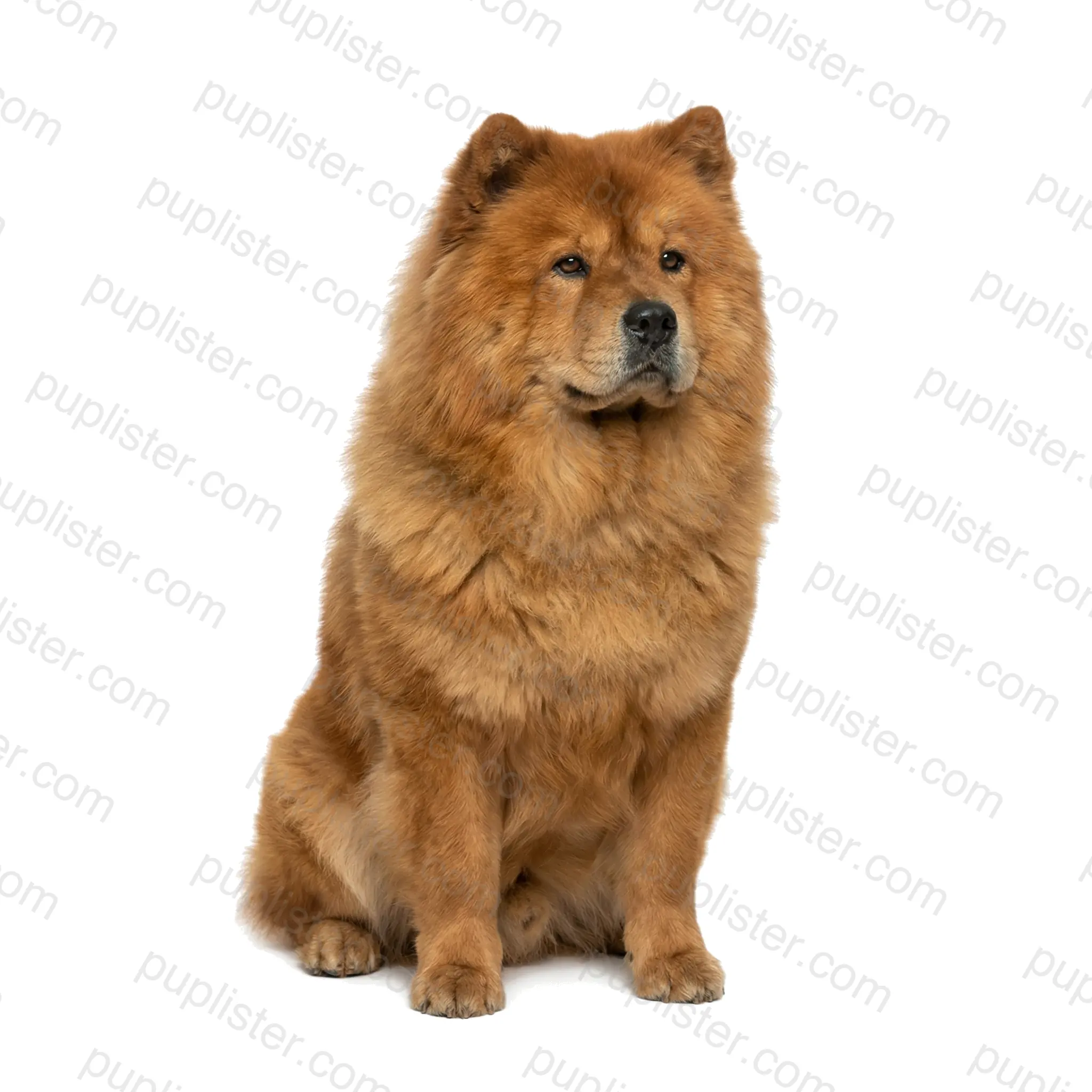 Chow Chow