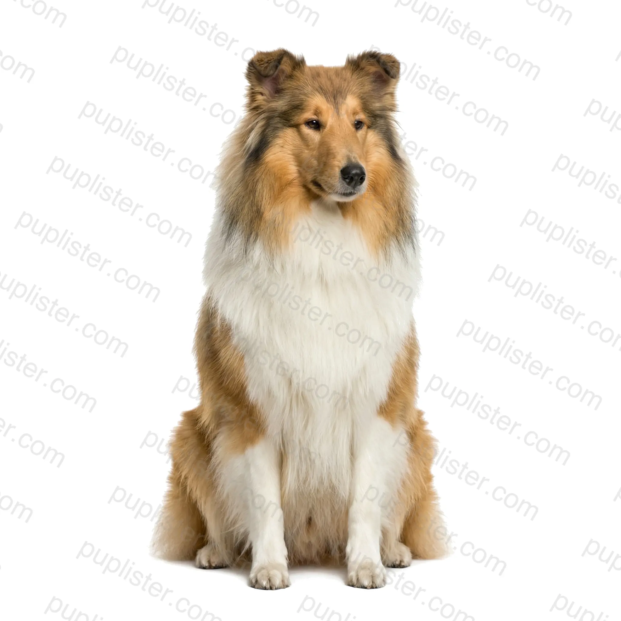 Collie