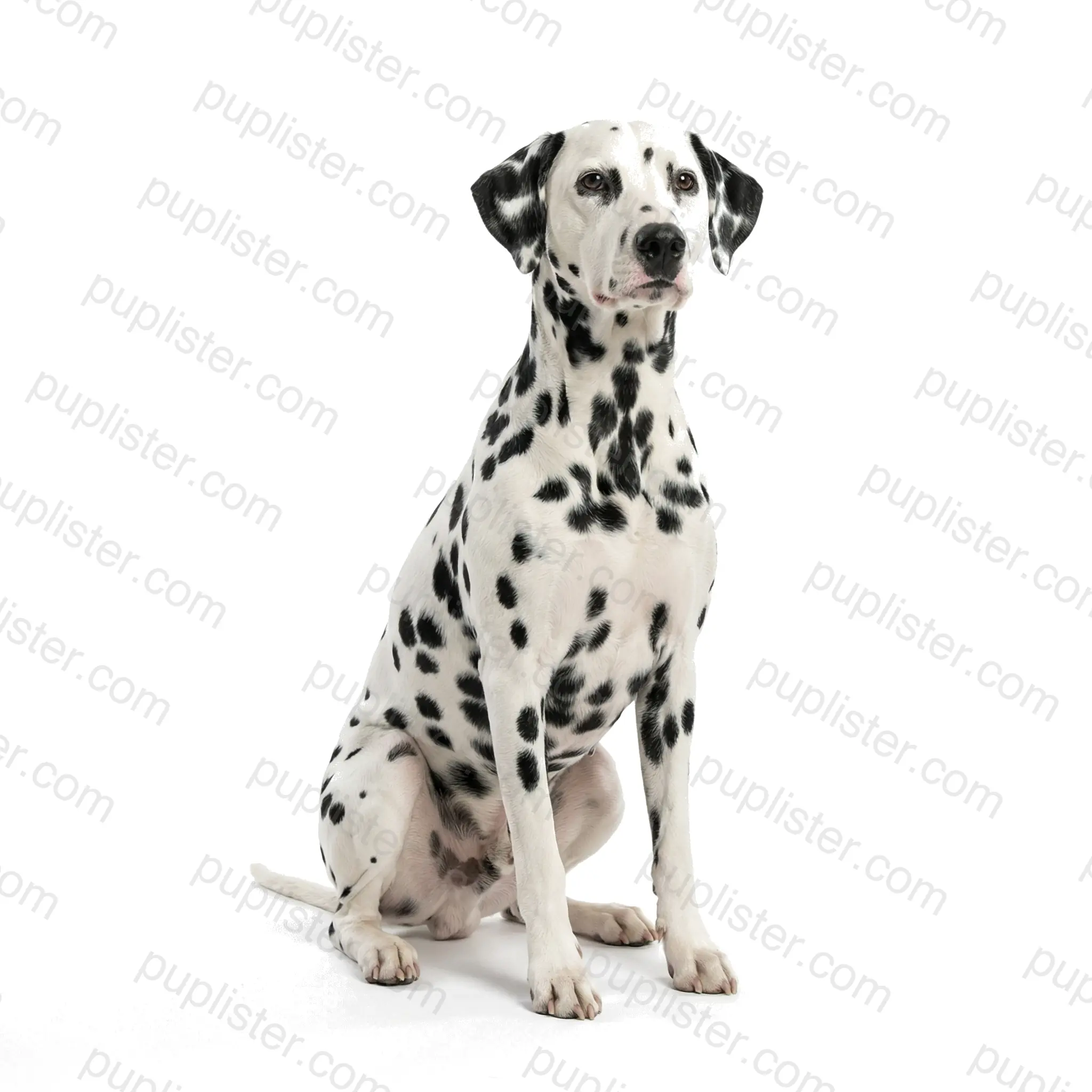Dalmatian