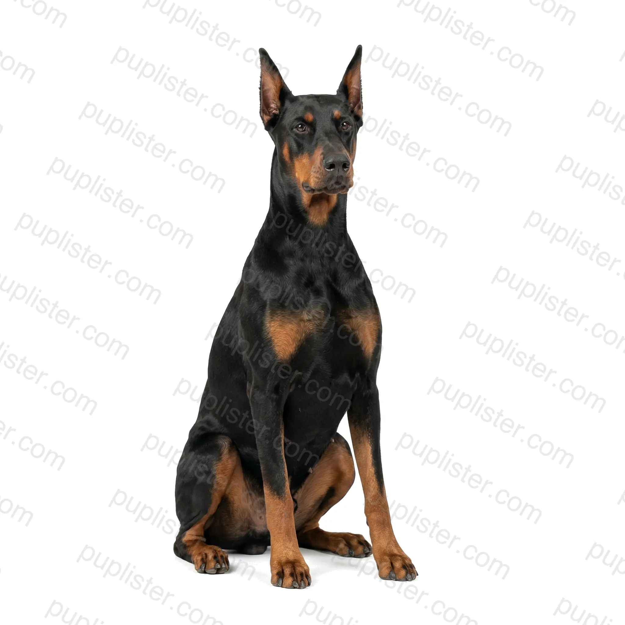 Doberman Pinscher