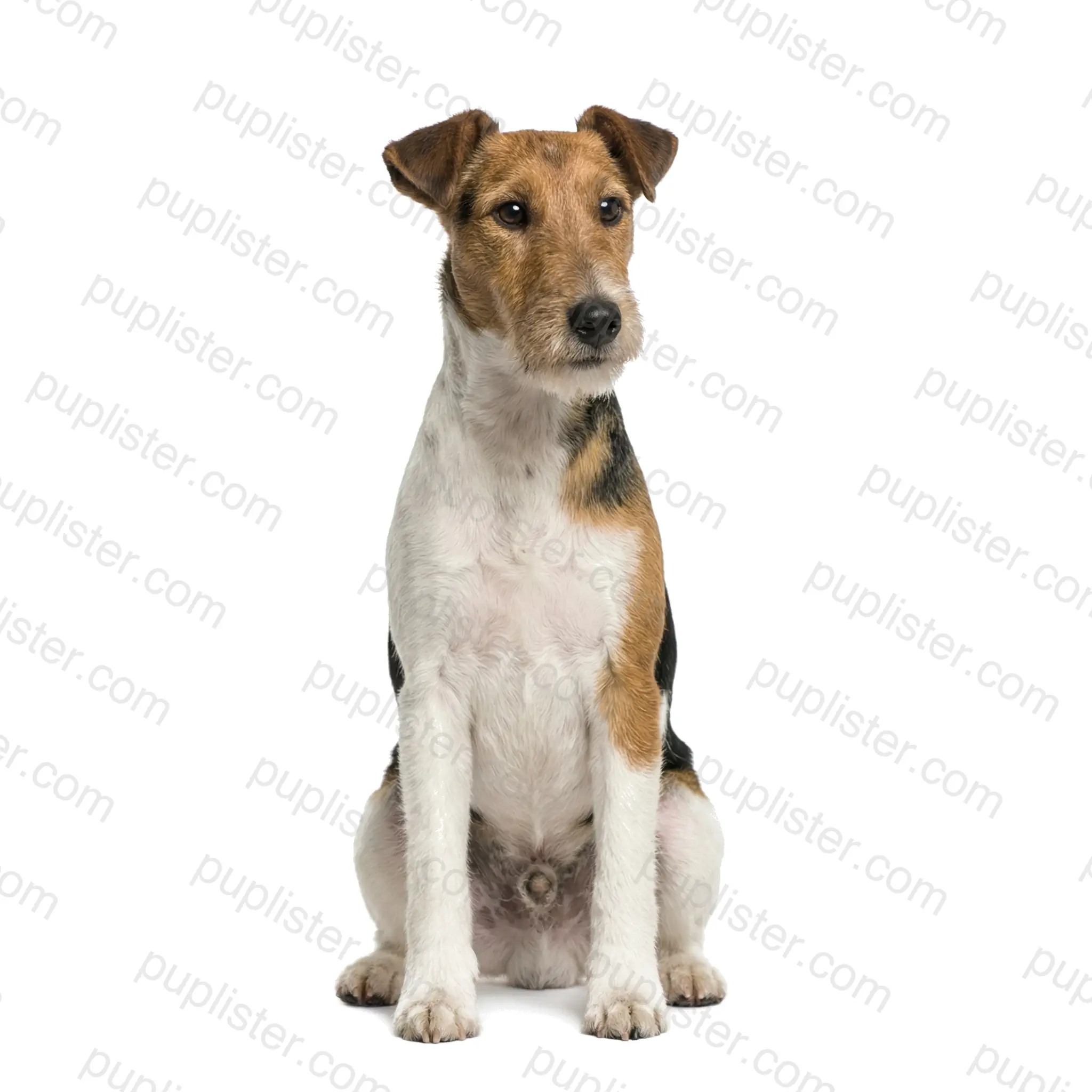 Fox Terrier