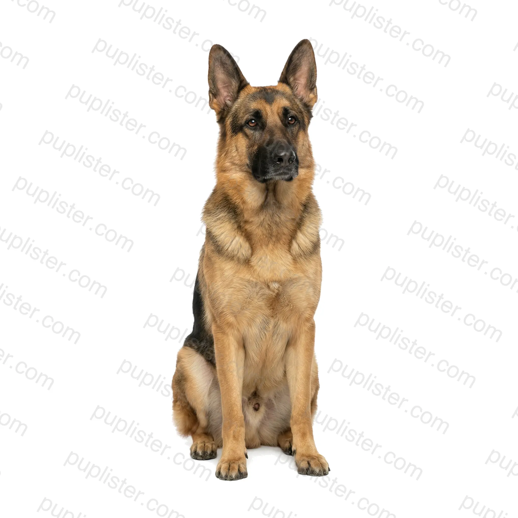 German Shepherd Dog
