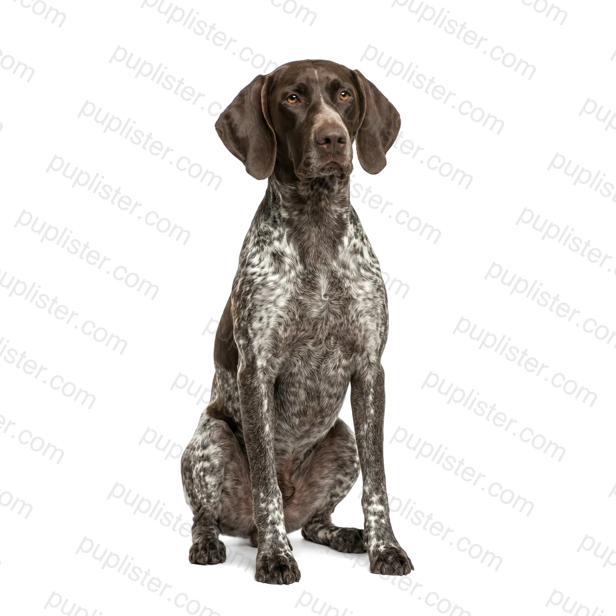 German Shorthaired Pointer