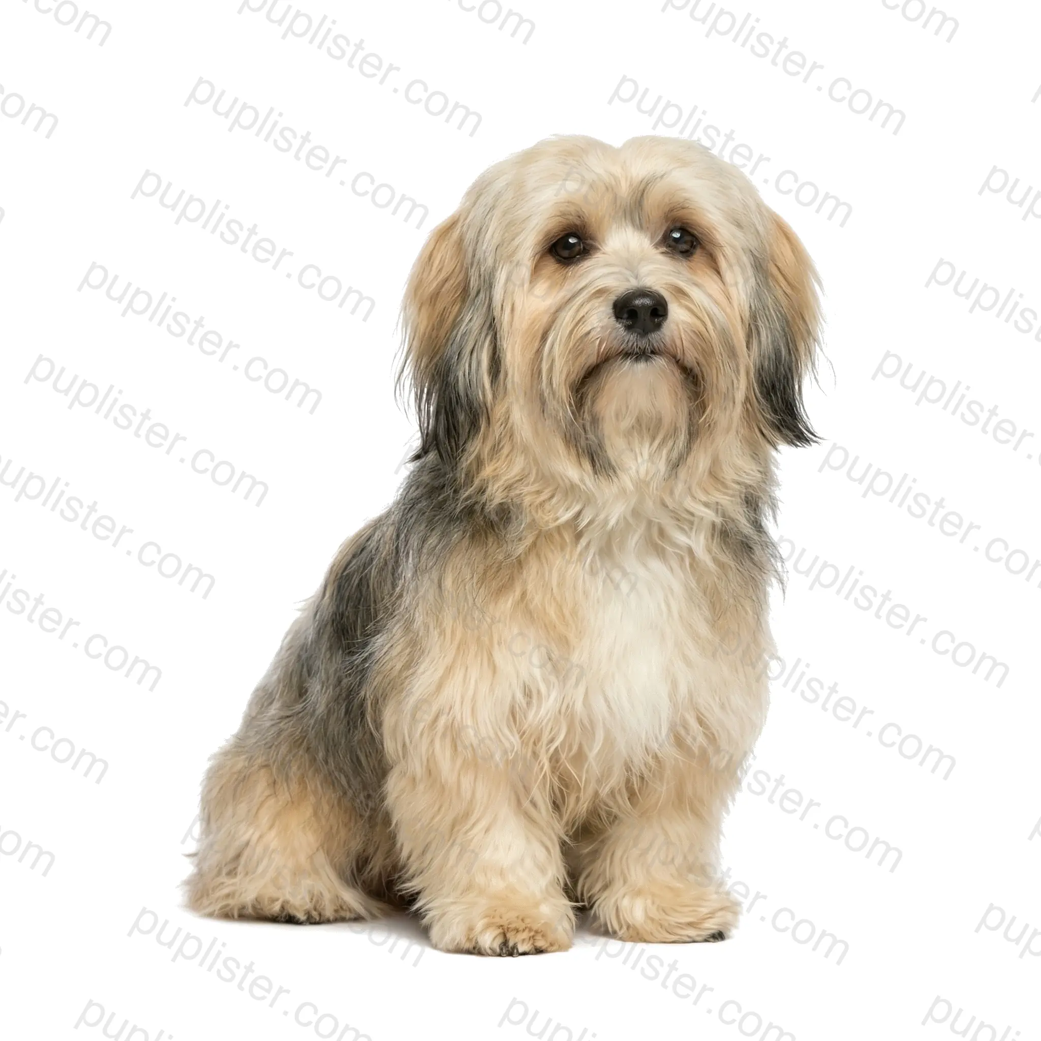Havanese