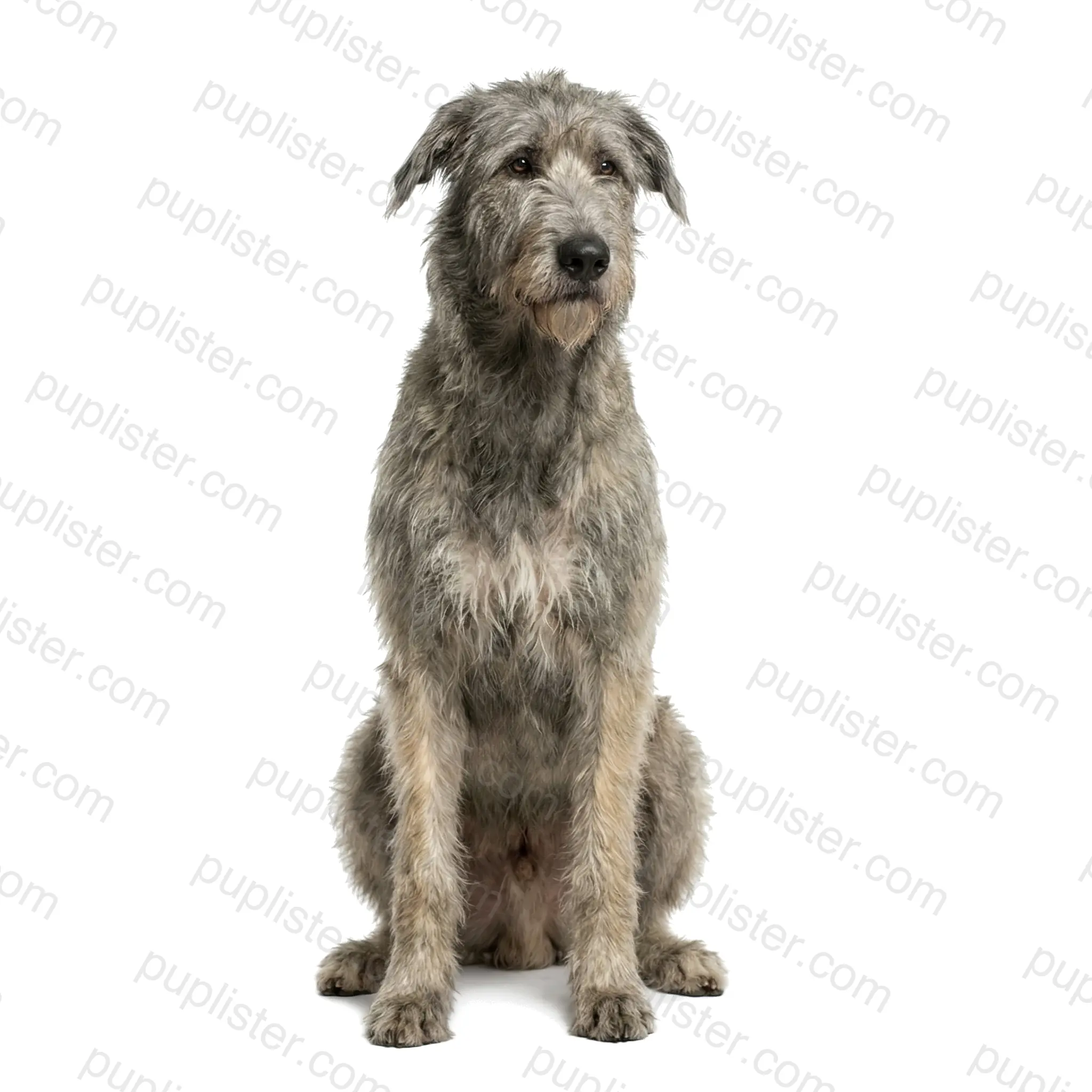 Irish Wolfhound