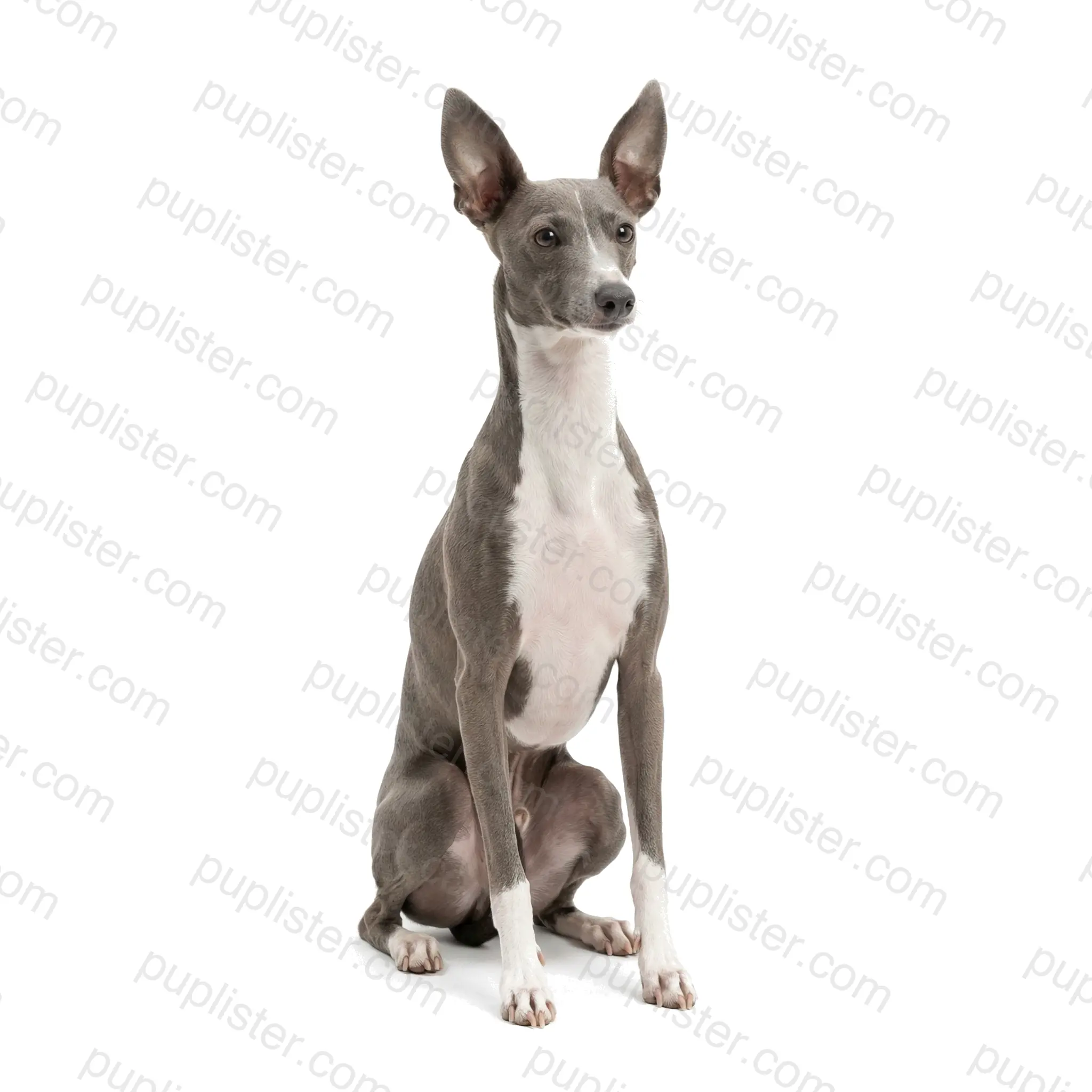 Italian Greyhound