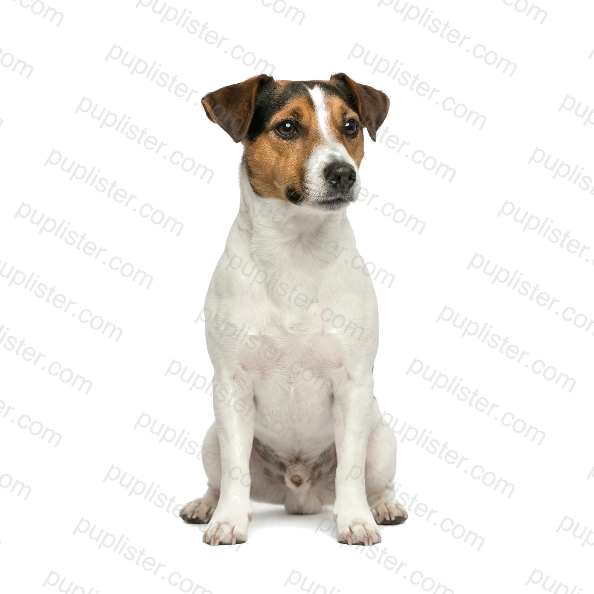 Jack Russell Terrier
