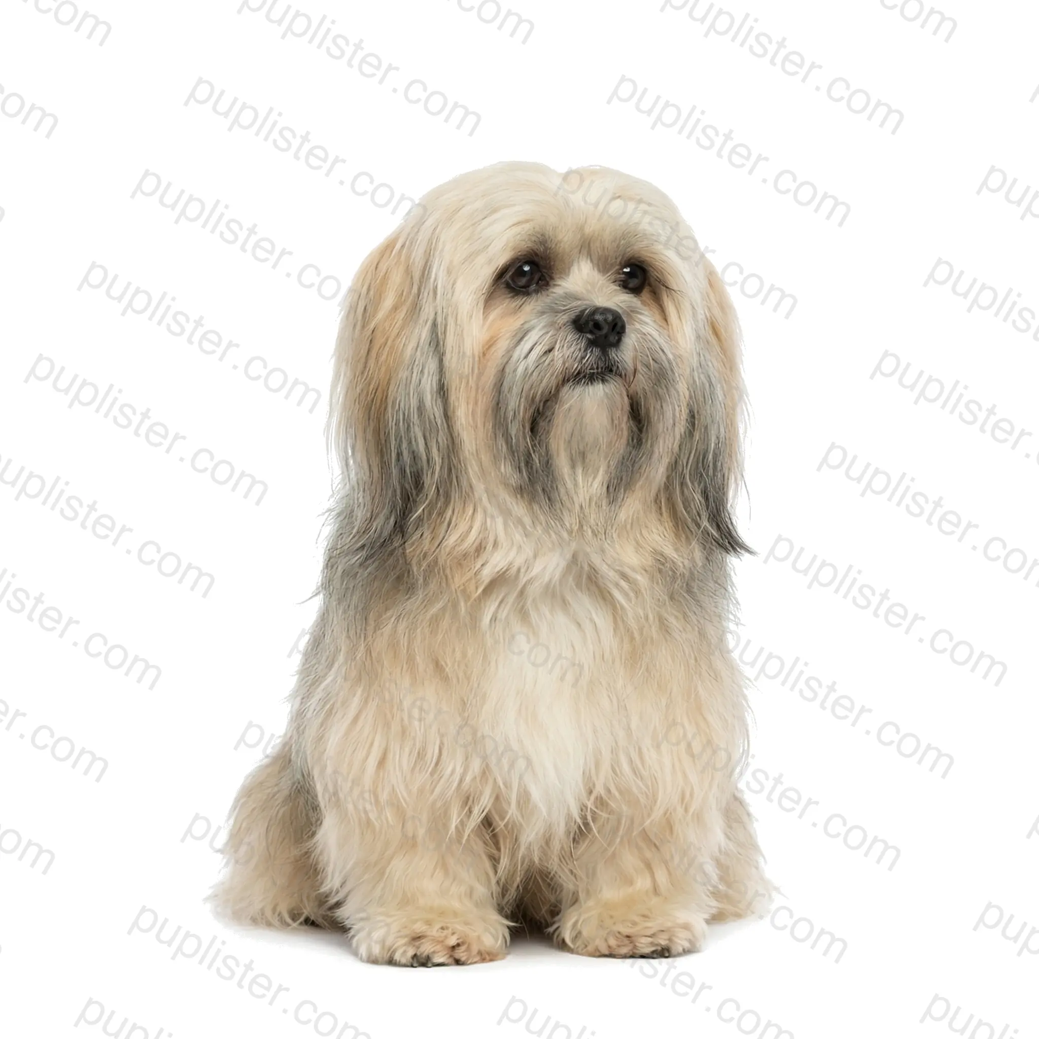 Lhasa Apso