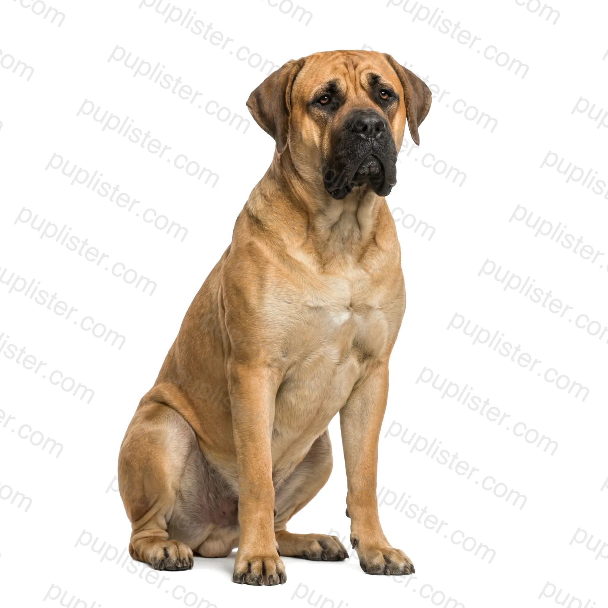 Mastiff