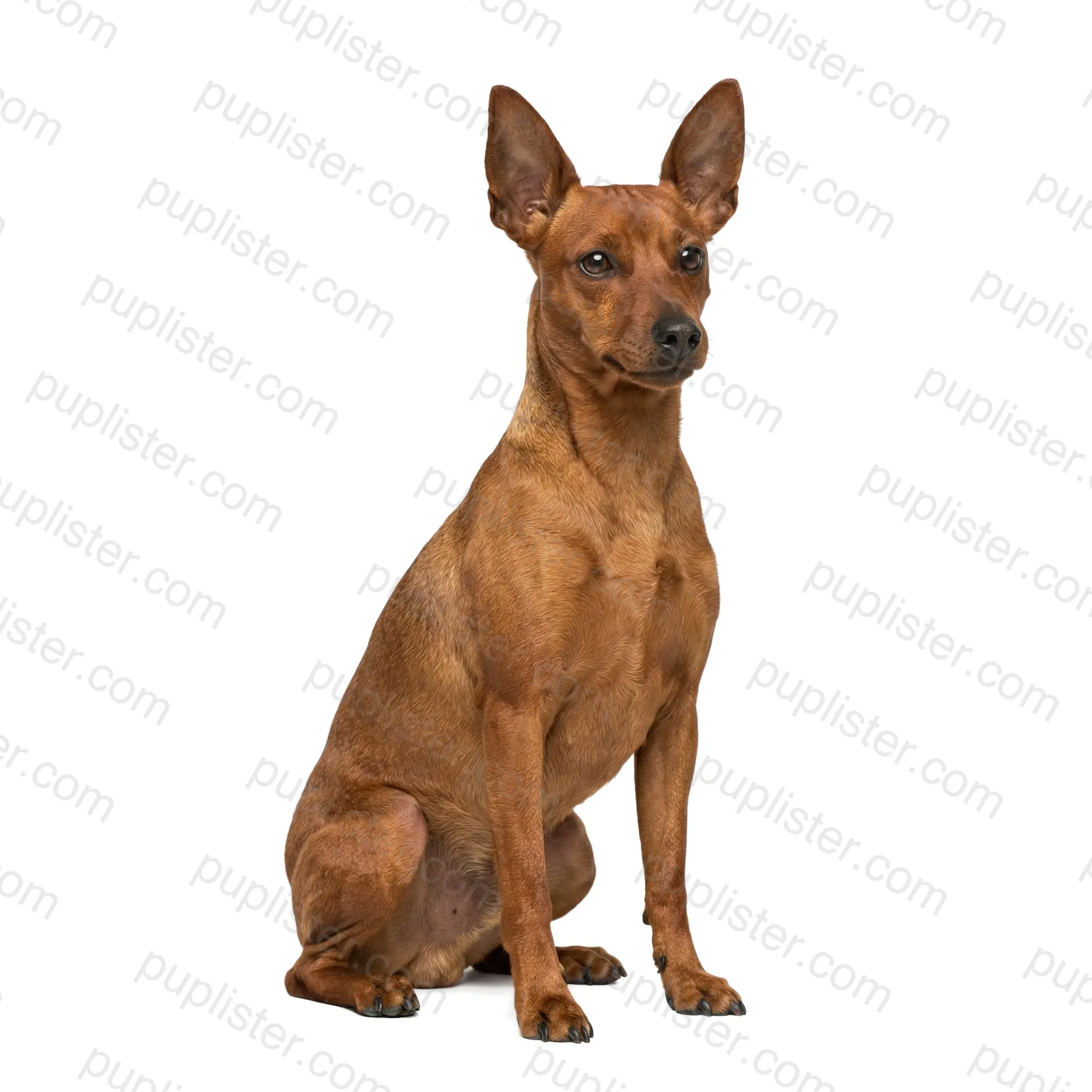 Miniature Pinscher