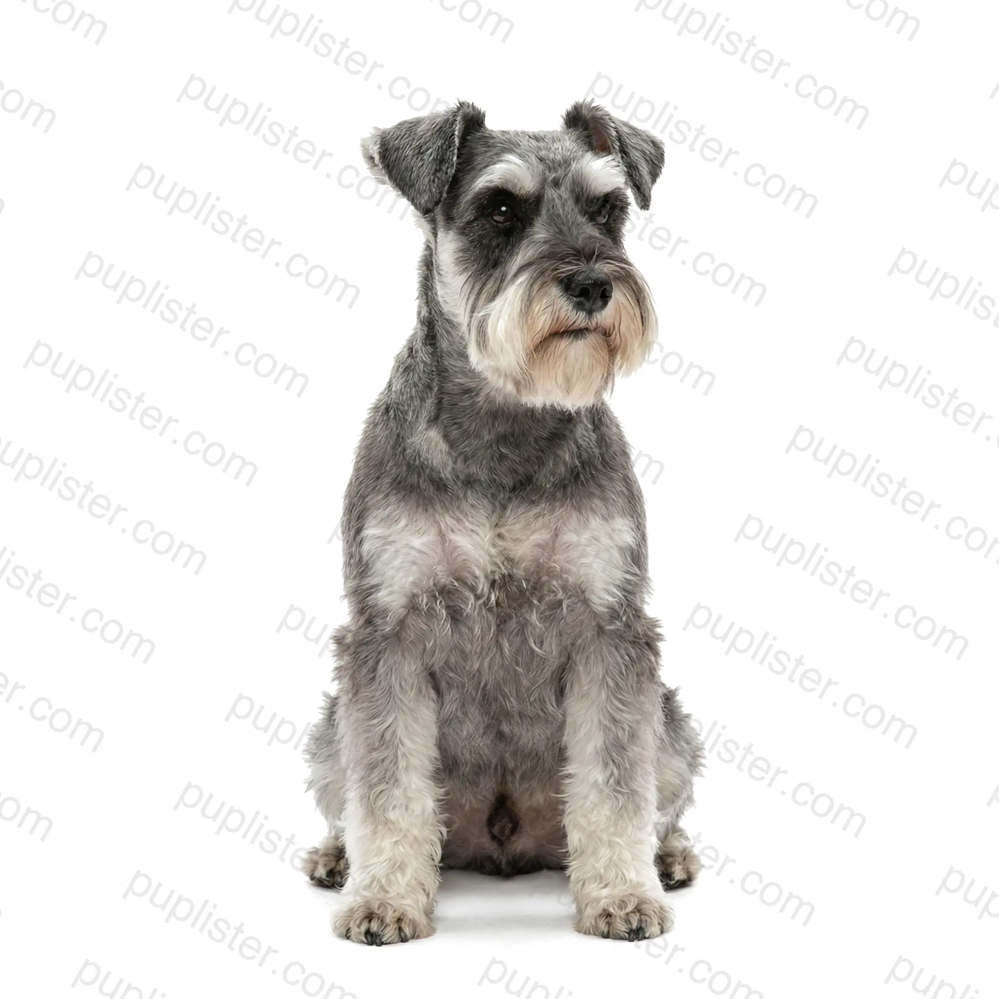 Miniature Schnauzer