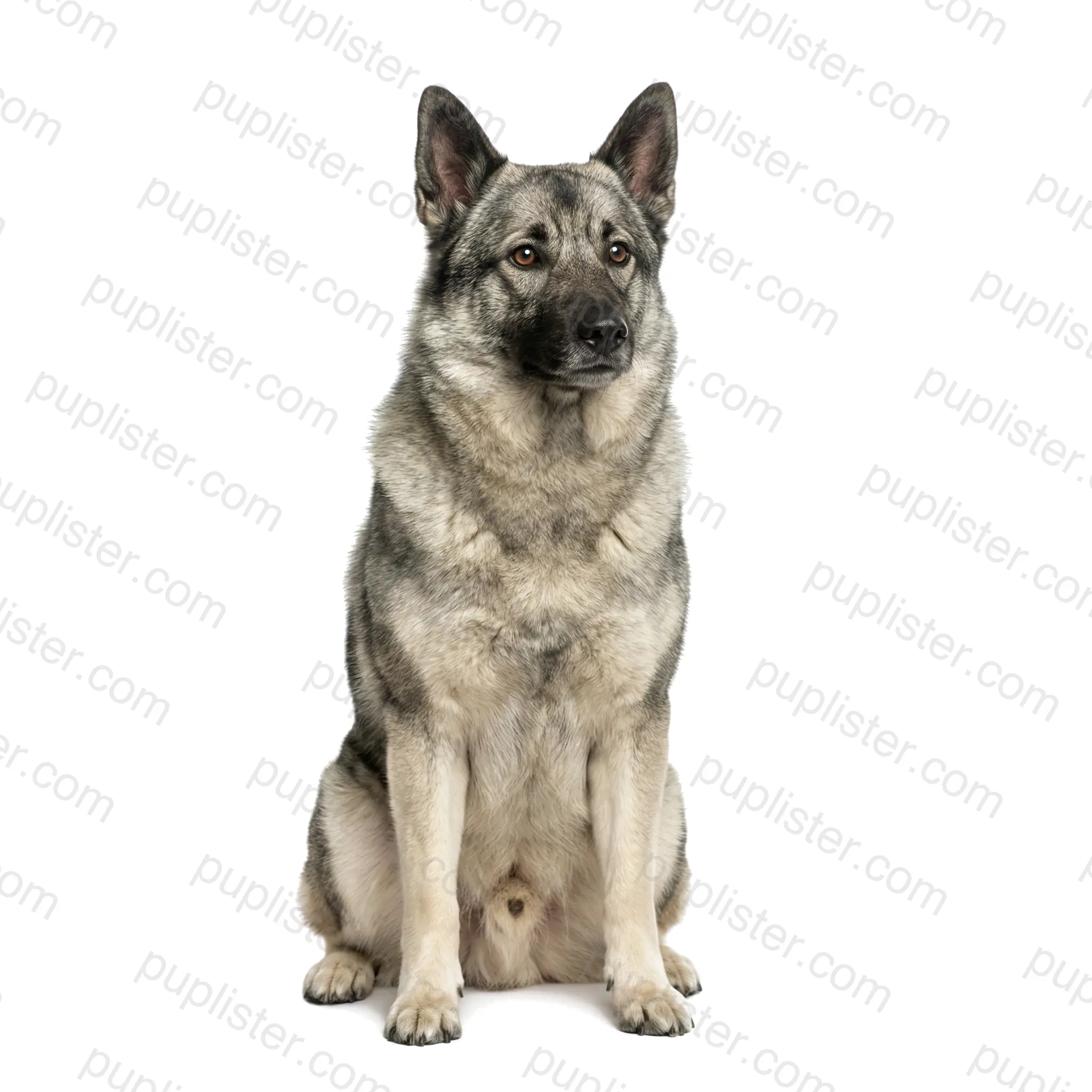 Norwegian Elkhound