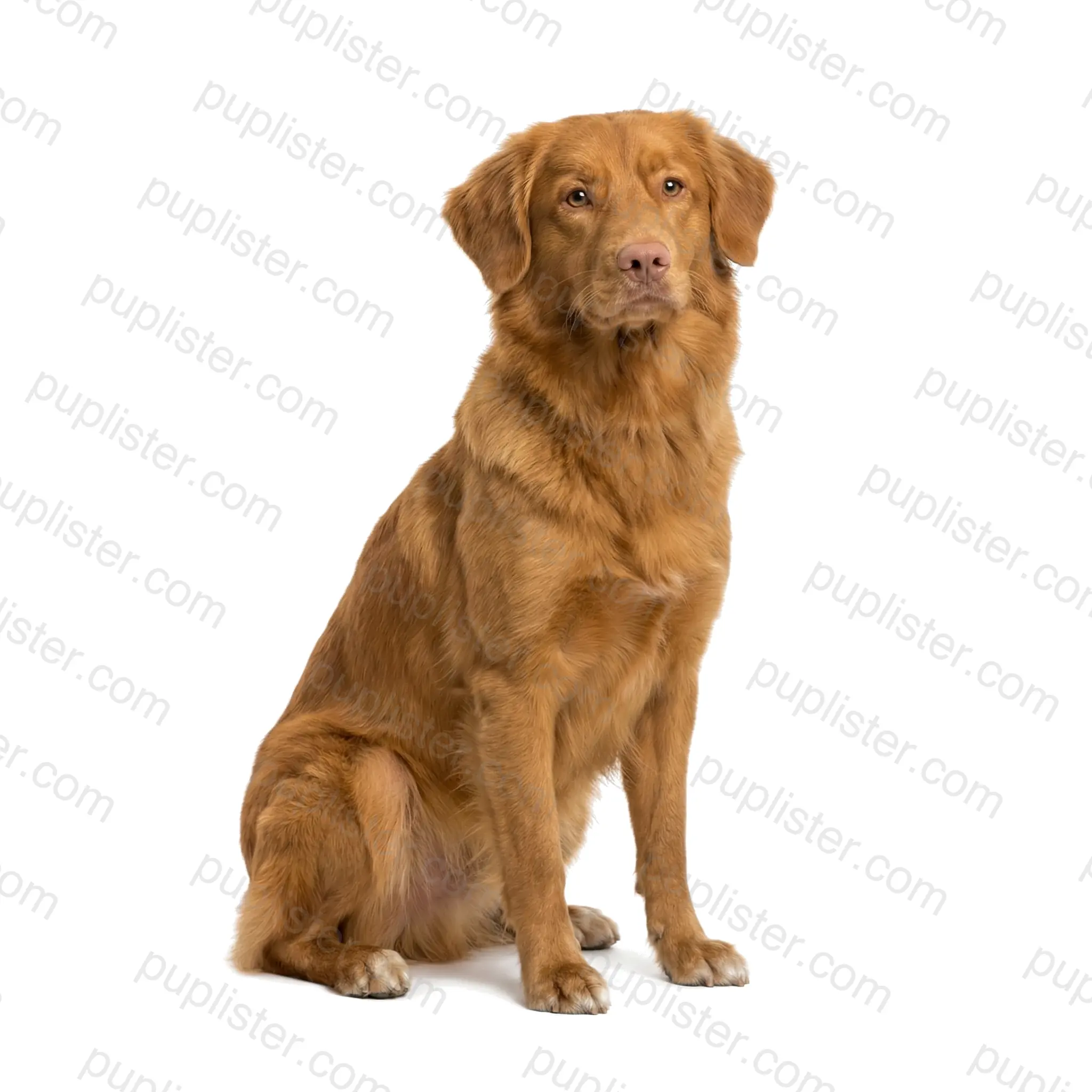 Nova Scotia Duck Tolling Retriever