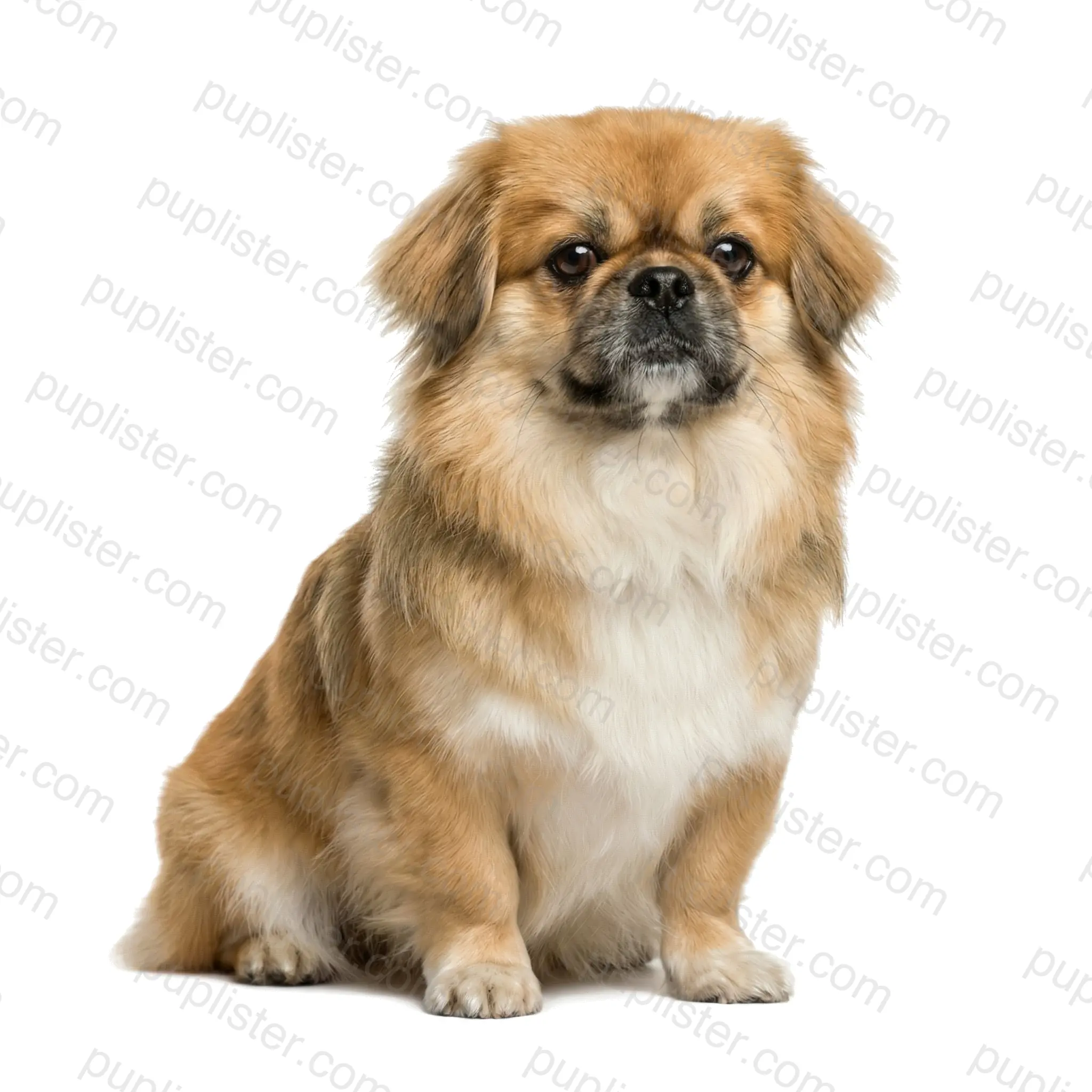 Pekingese