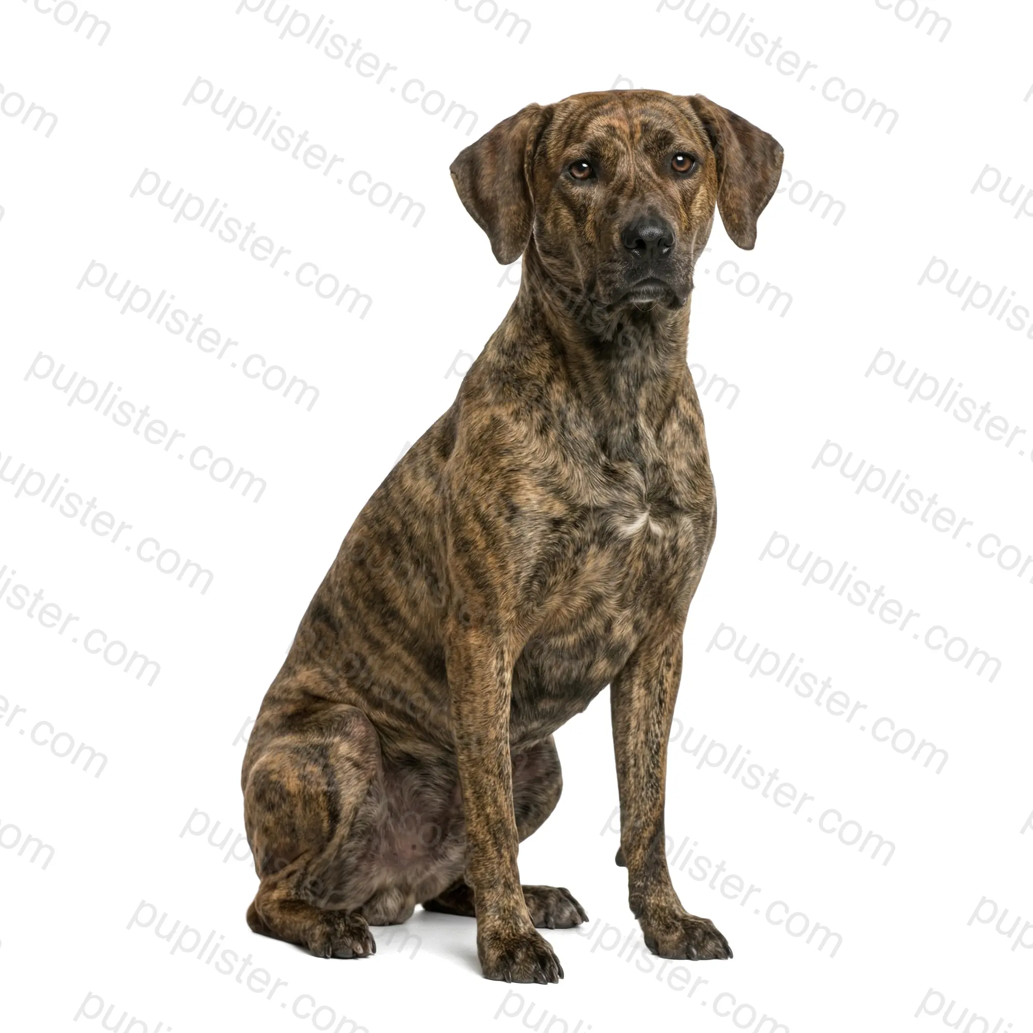 Plott Hound