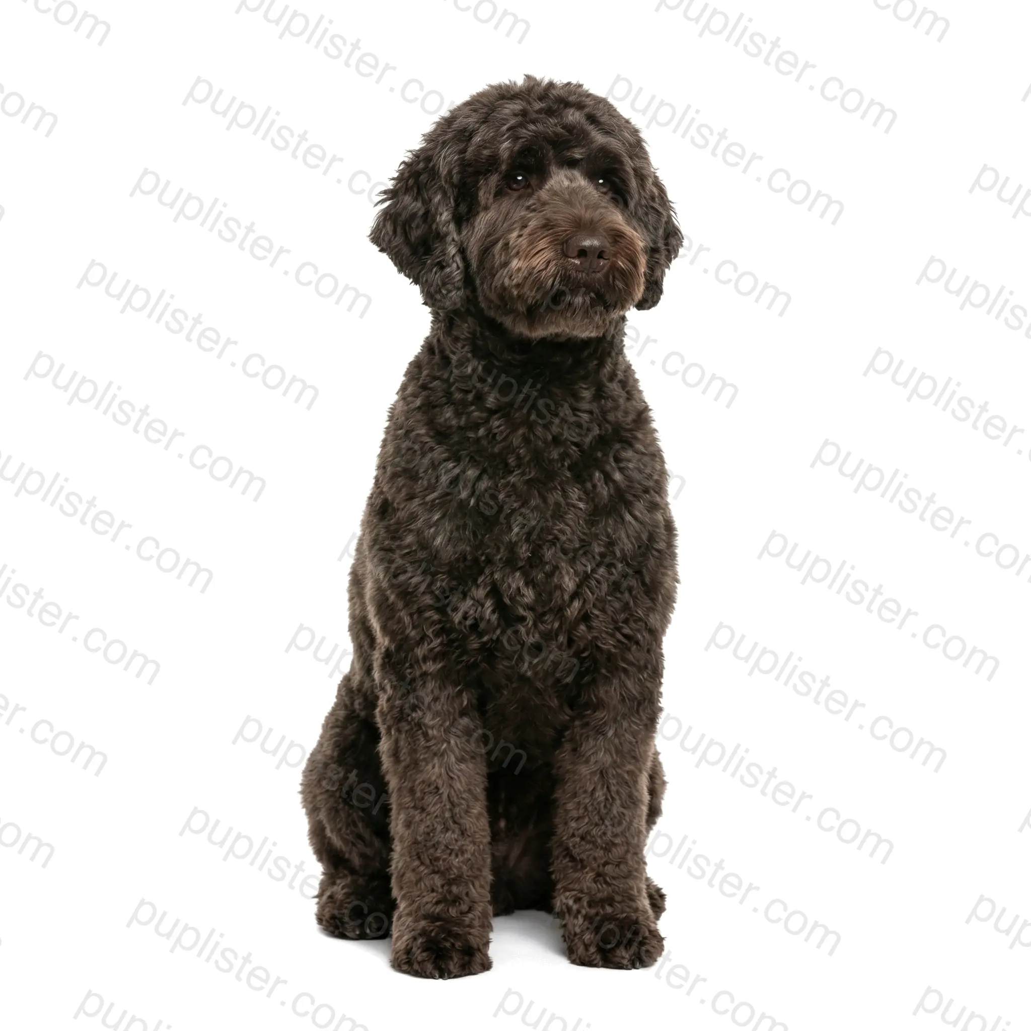 Portuguese Water Dog