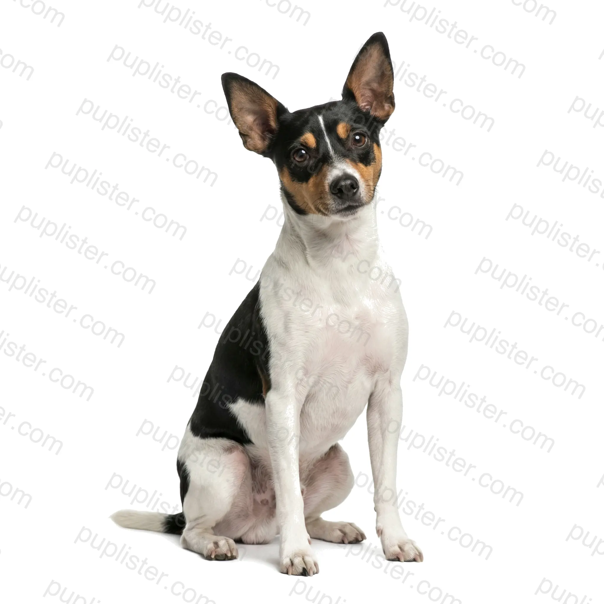 Rat Terrier